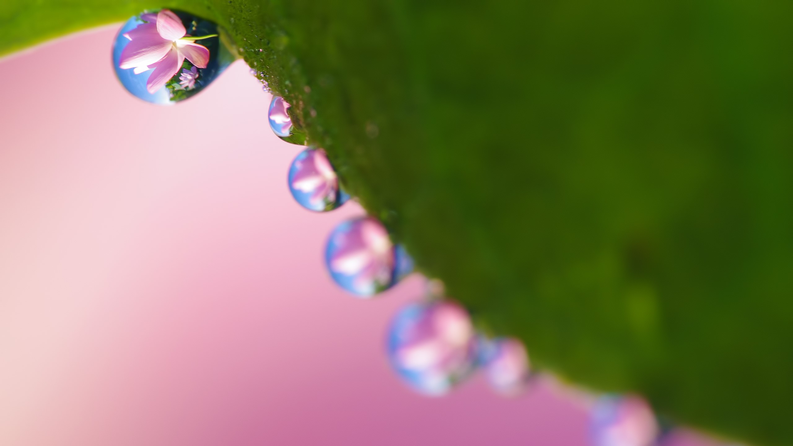 Macro photography of water drops reflecting flowers HD Wallpaper
