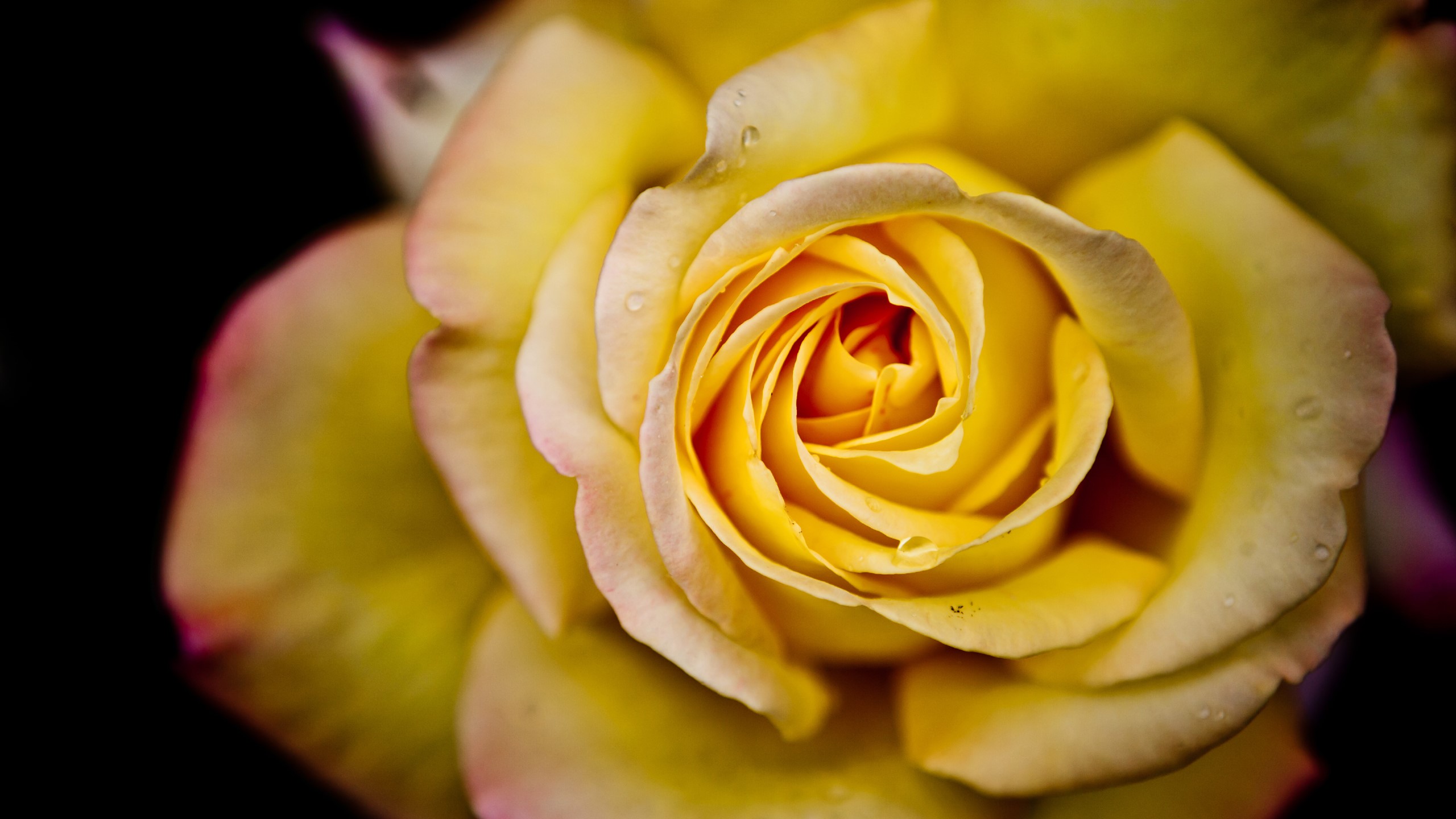 Close-up of a yellow rose with water droplets HD Wallpaper