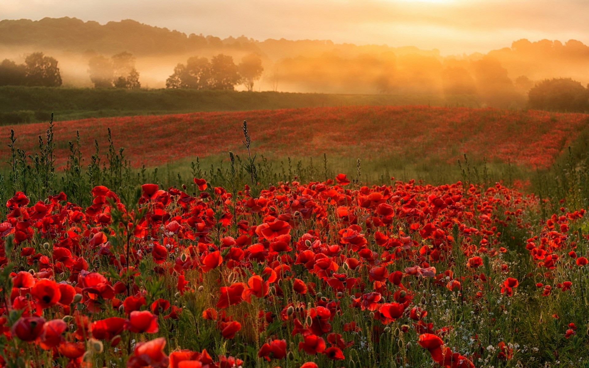 Field of red poppies at sunrise with mist HD Wallpaper