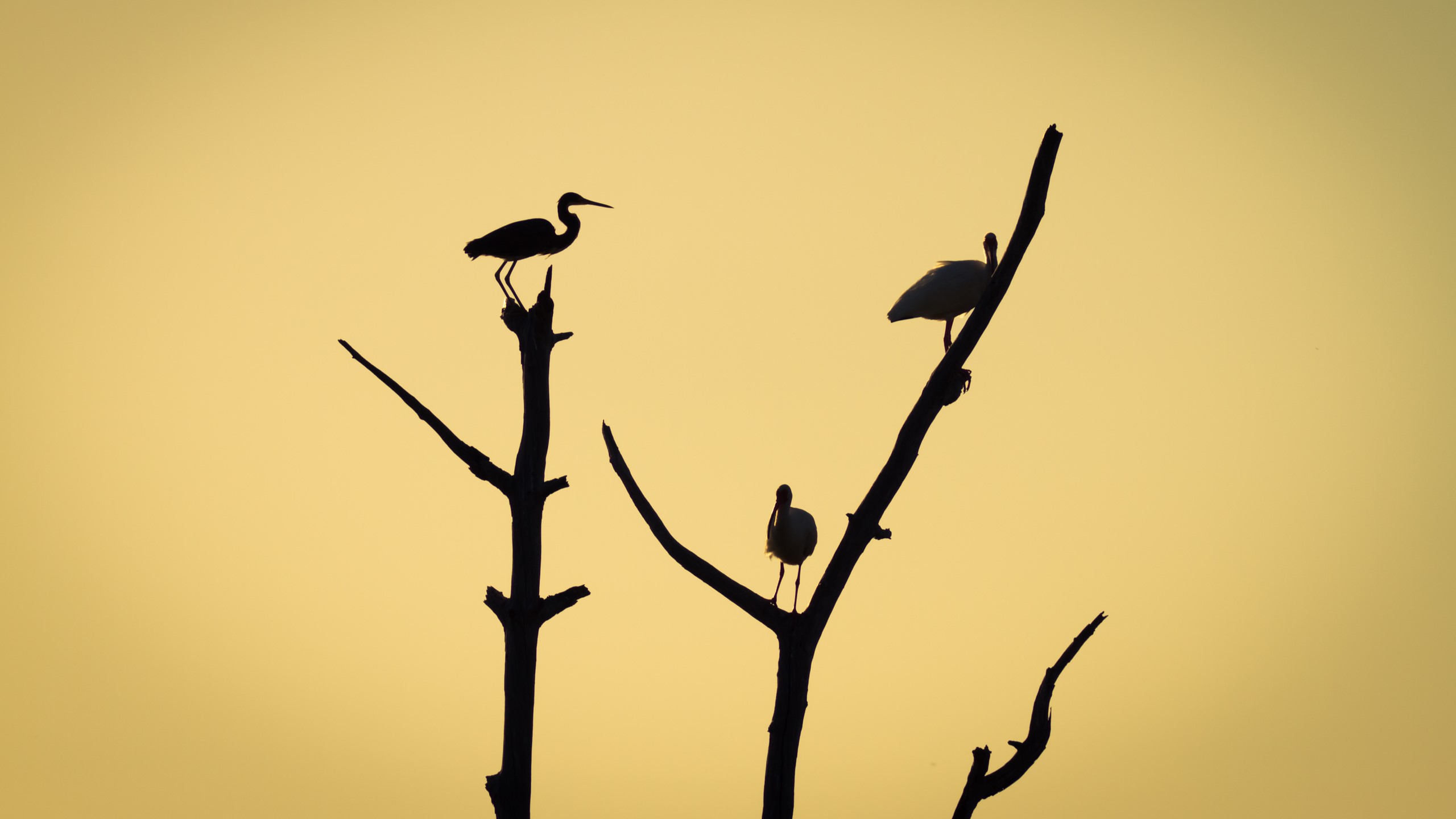 Silhouettes of birds perched on dead trees at sunset HD Wallpaper