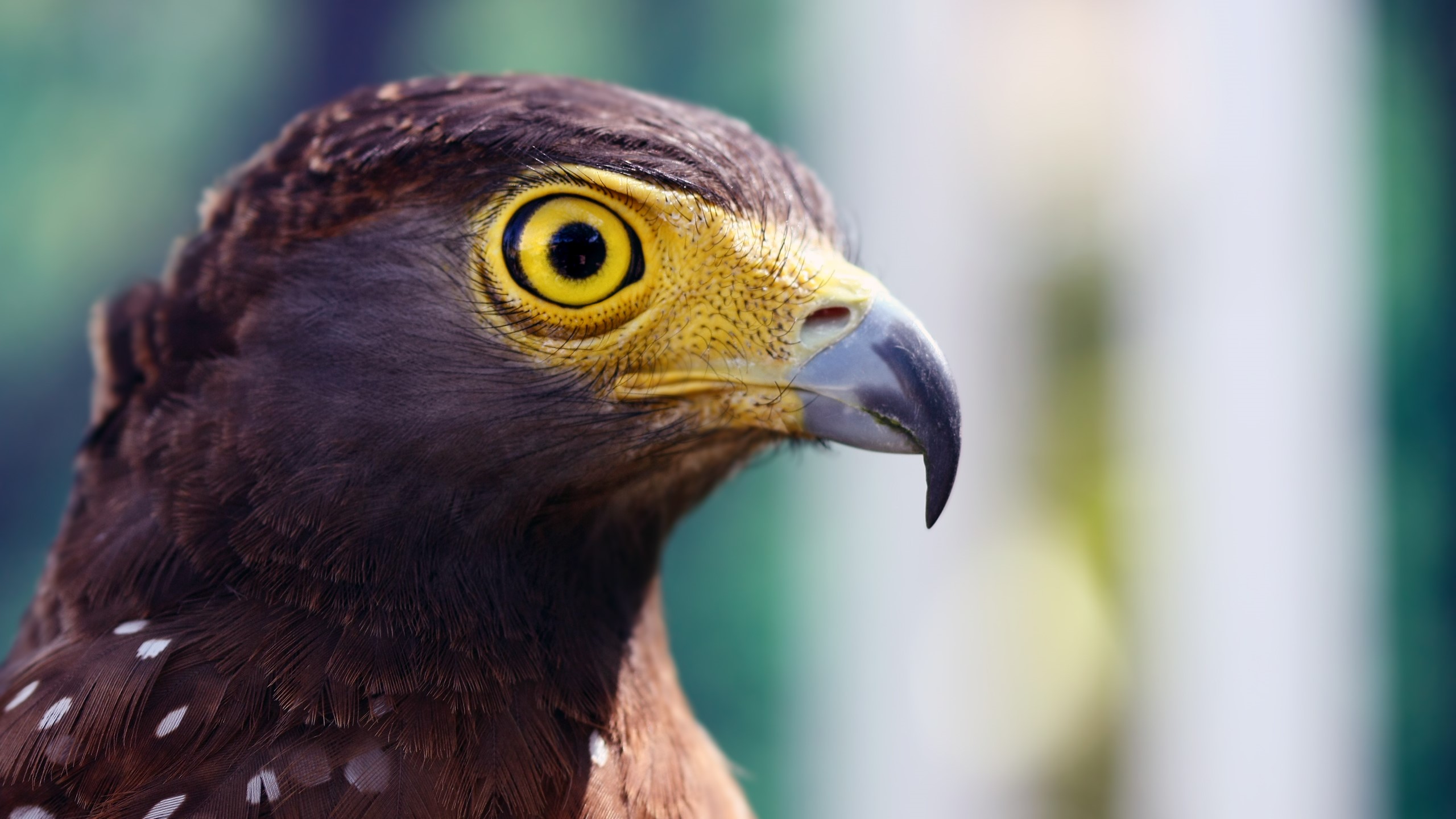 Close-up of a hawk's head with yellow eyes HD Wallpaper