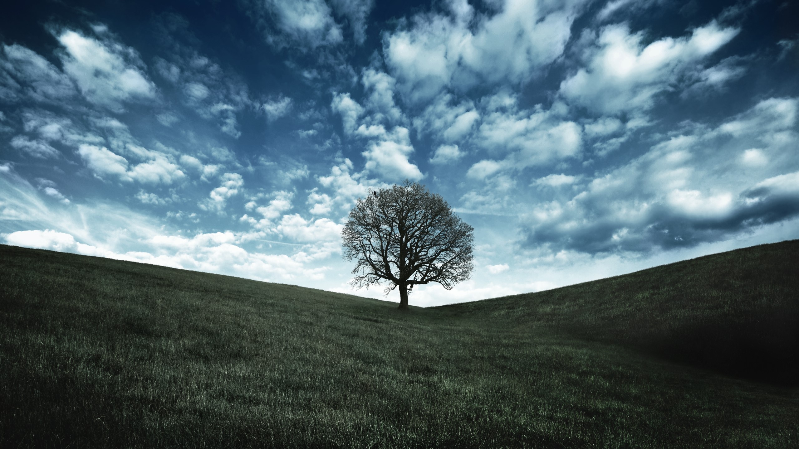 Lone tree on a grassy hill under a cloudy sky HD Wallpaper