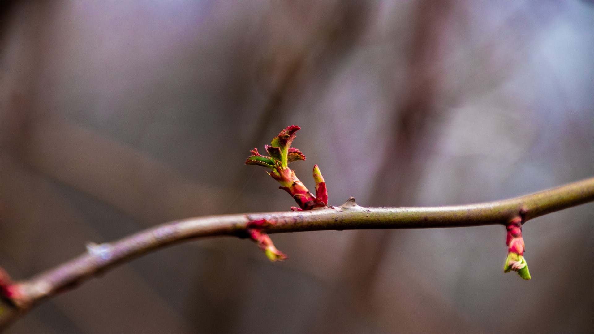 Close-up of a tree branch with new buds HD Wallpaper