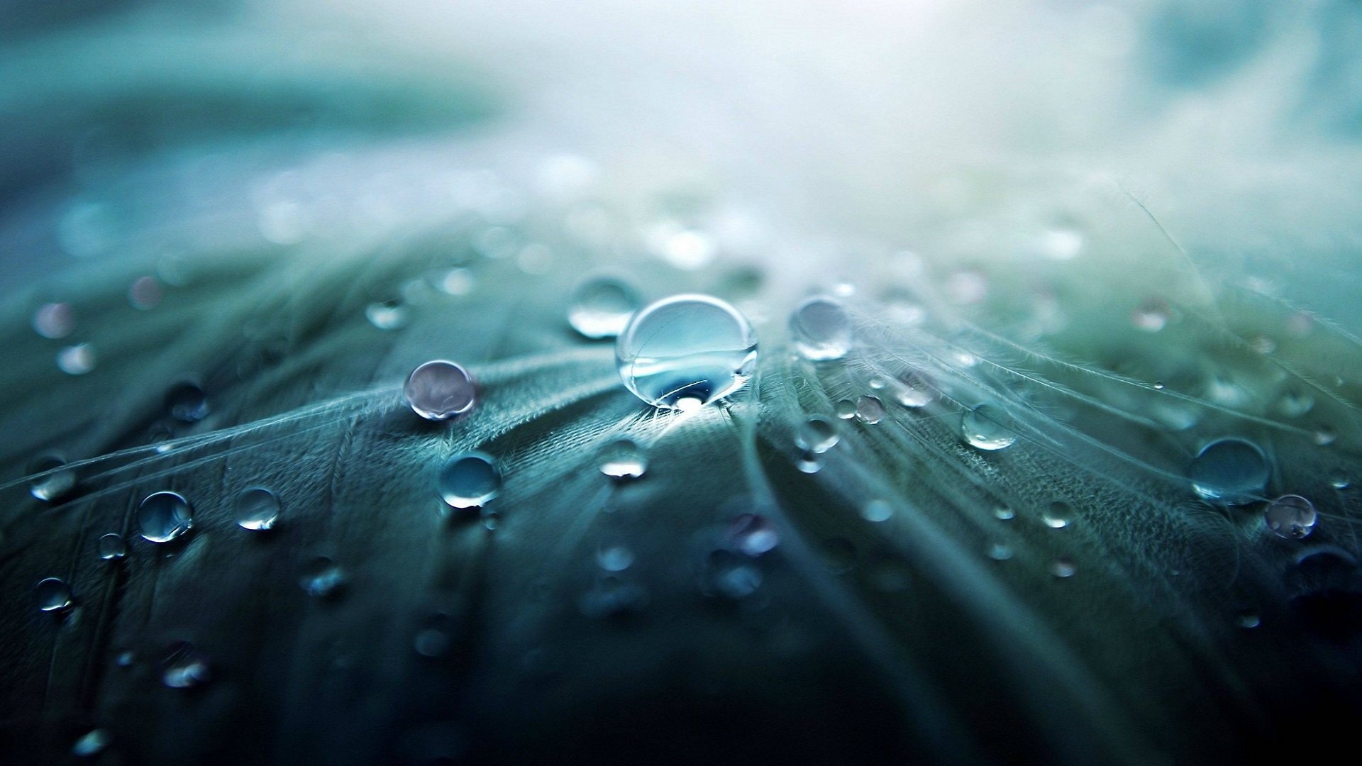 Macro water drops on a feather HD Wallpaper