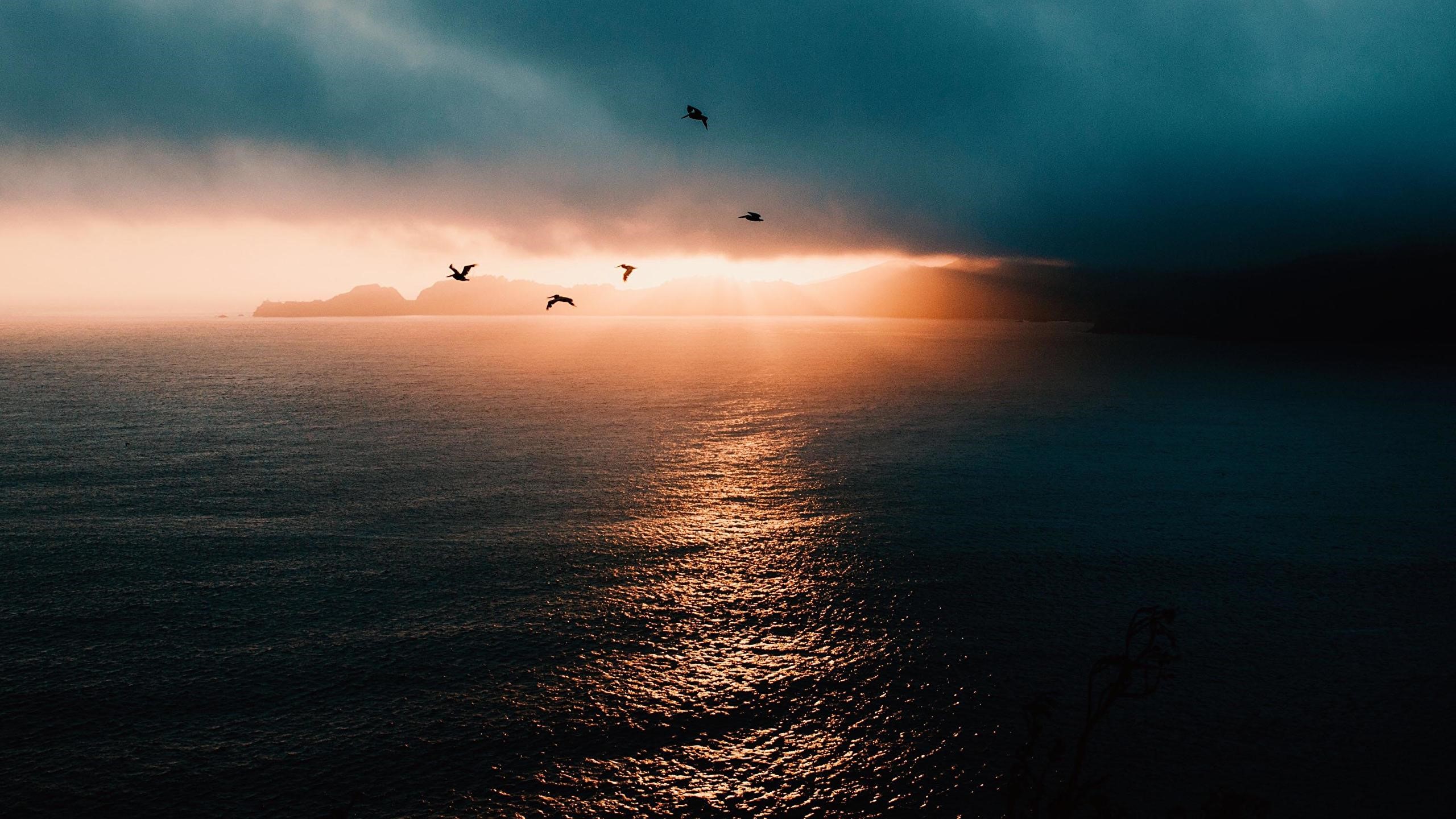 Birds flying over the sea at sunset HD Wallpaper
