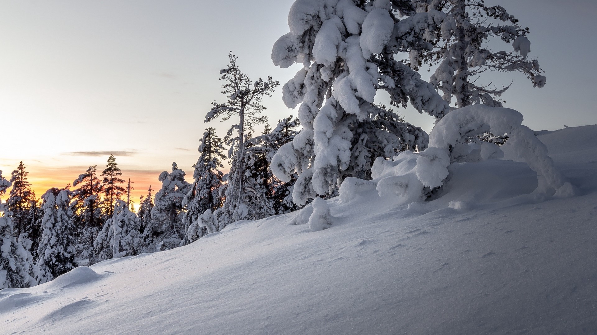 Snow-covered trees at sunset in a winter landscape HD Wallpaper