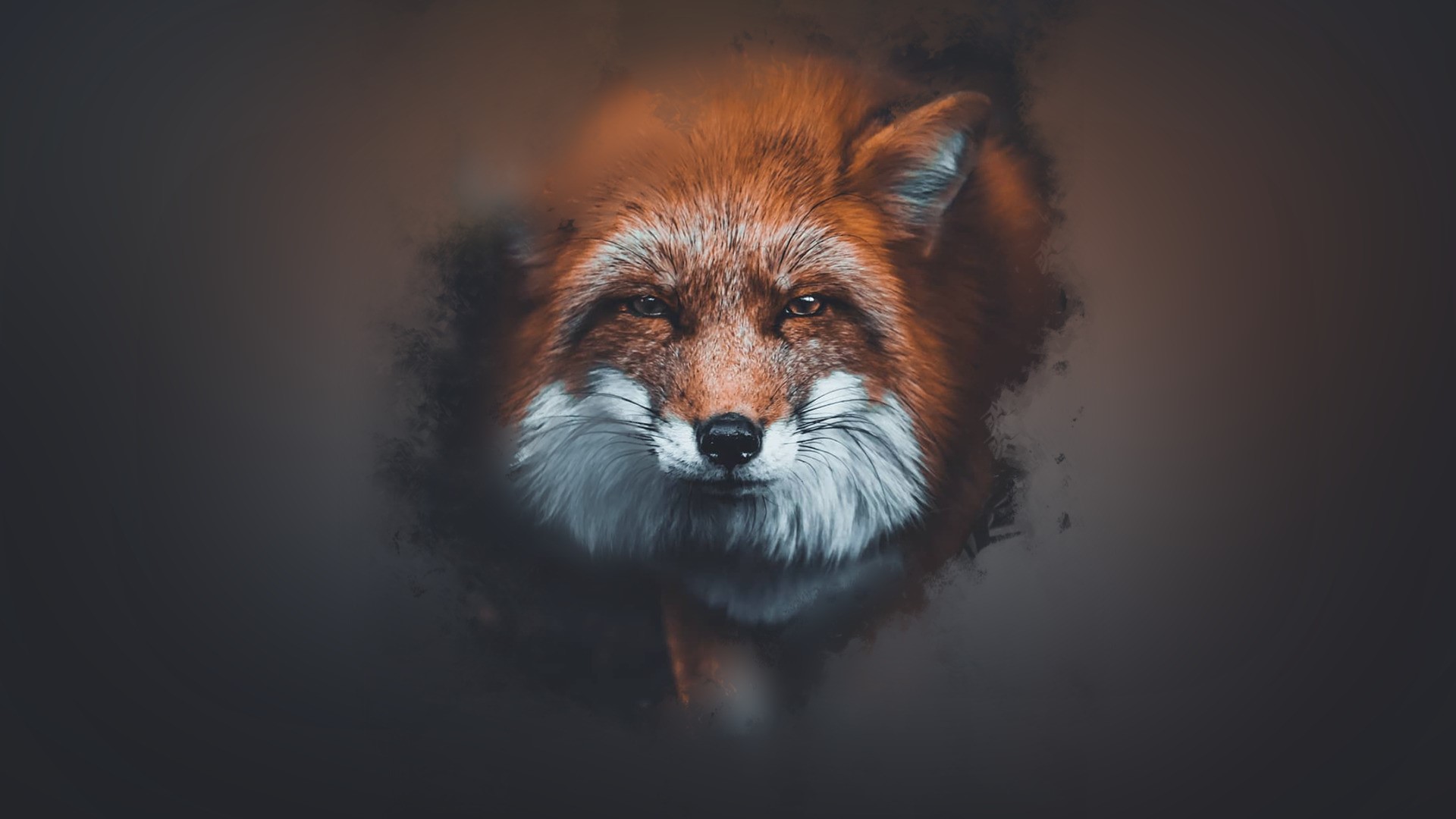 Close-up of a red fox's face HD Wallpaper