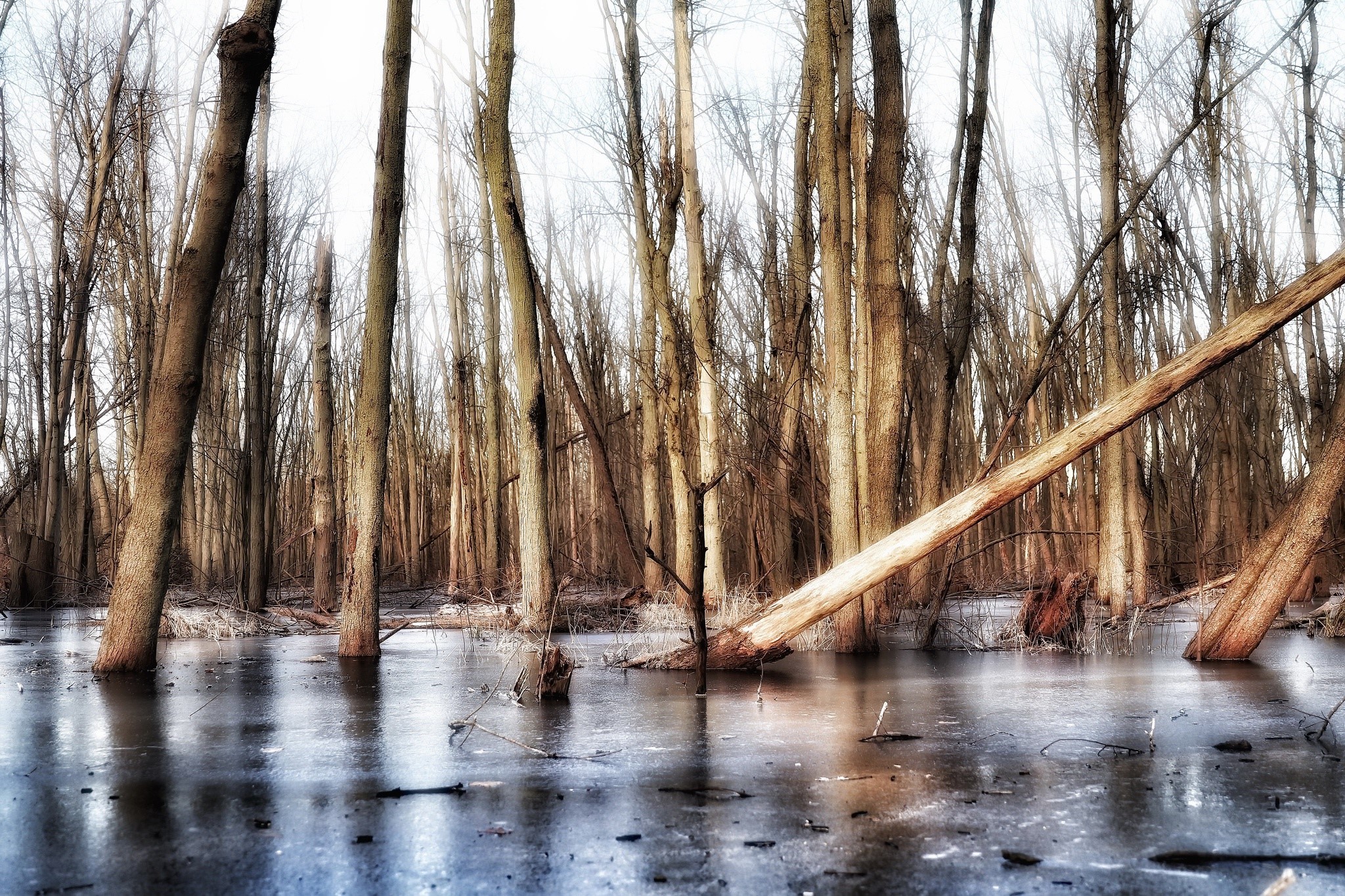 Bare trees in a frozen swamp with fallen log HD Wallpaper