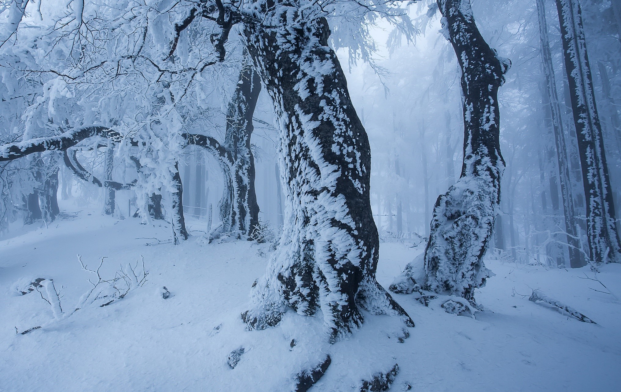 Snow-covered trees in a winter forest HD Wallpaper