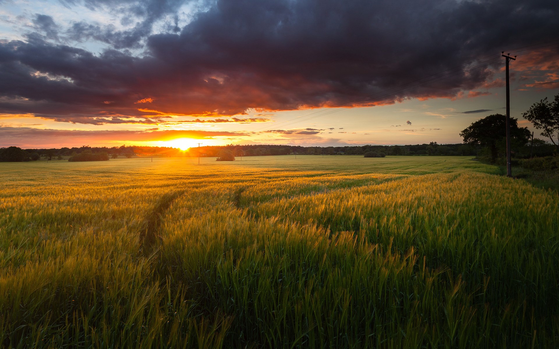 Sunset over a golden wheat field with dark clouds HD Wallpaper