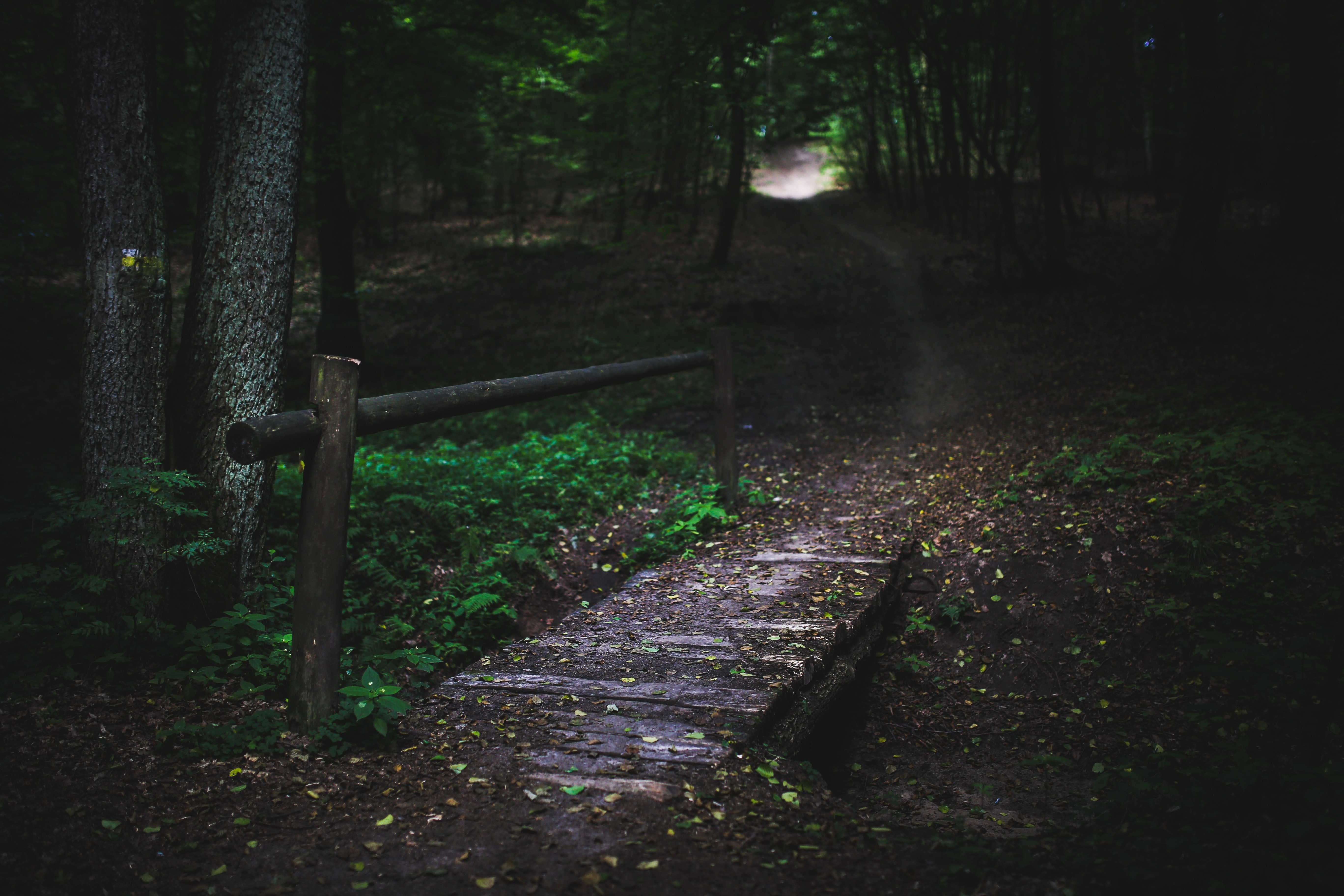 4K nature forest wood bridge HD Wallpaper