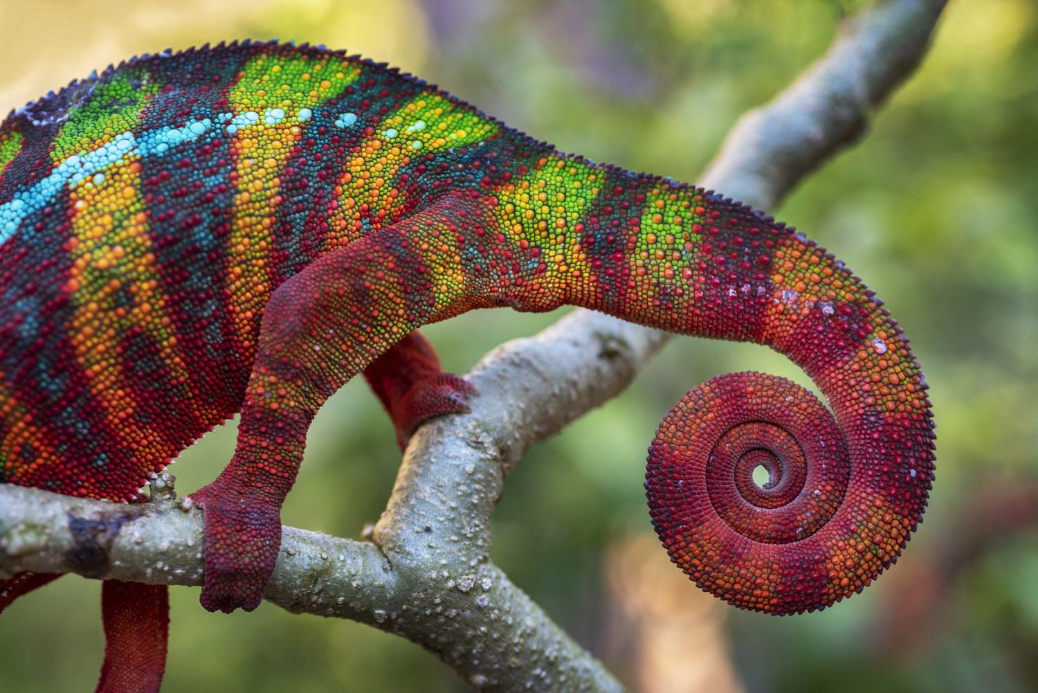Colorful chameleon tail curled on a branch HD Wallpaper