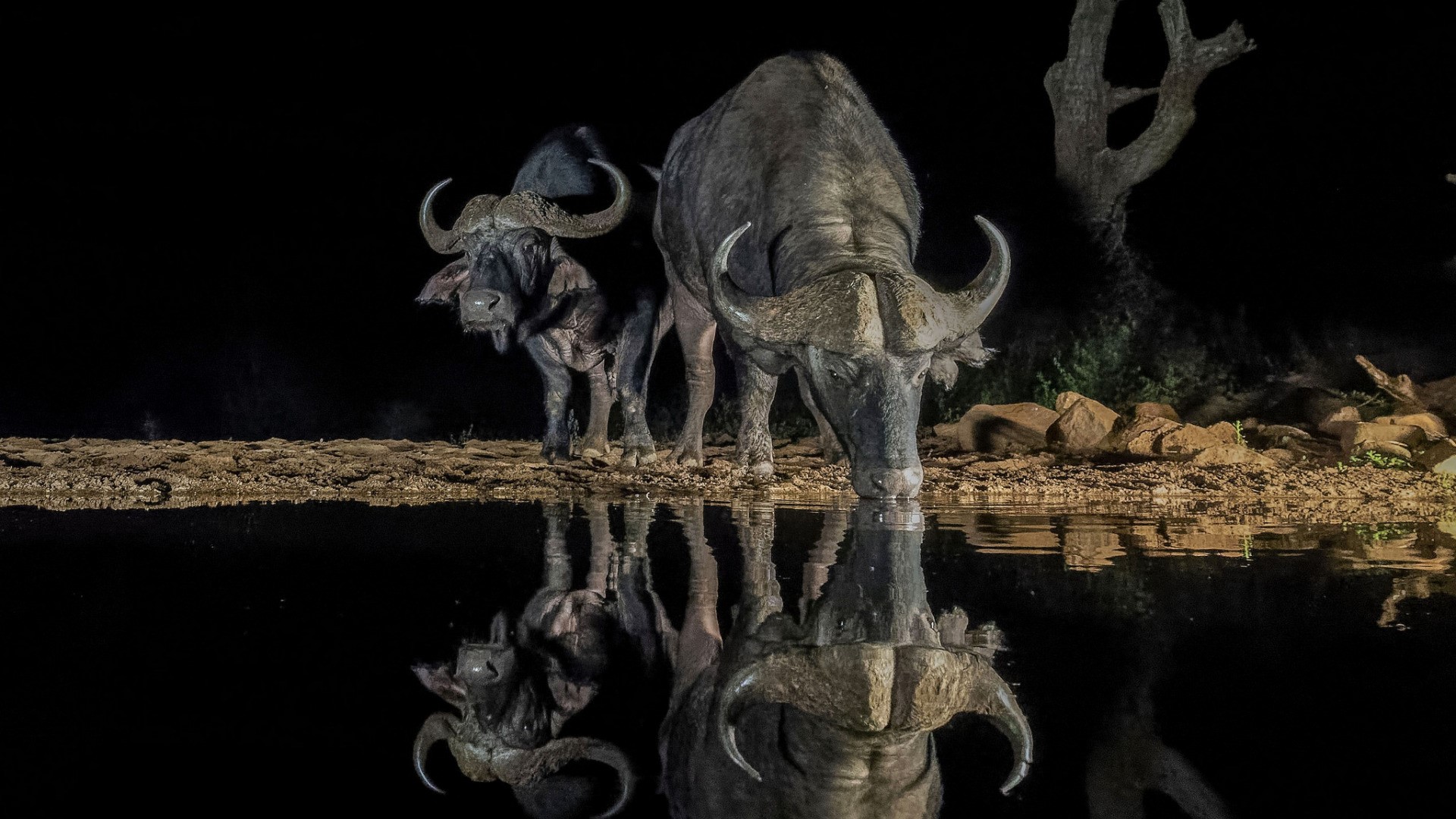 Two buffaloes drinking water at night with reflection HD Wallpaper