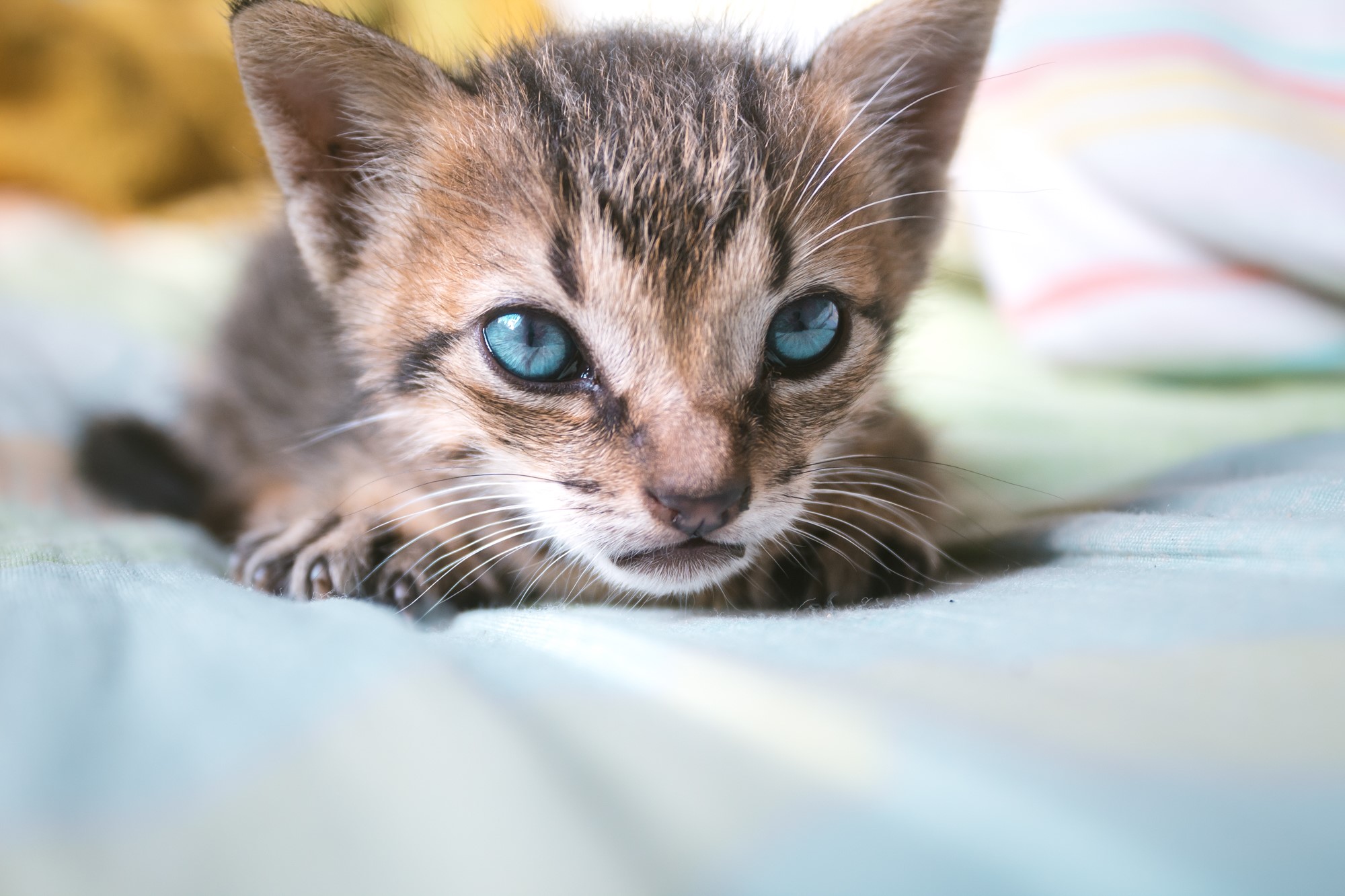 Close-up of a kitten with bright blue eyes HD Wallpaper