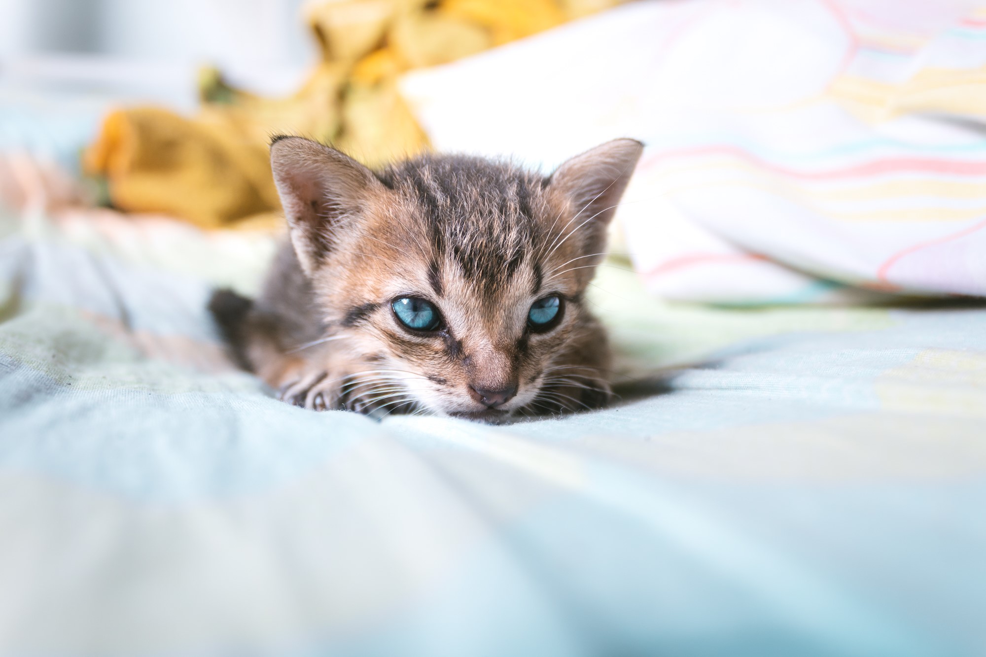 Kitten with striking blue eyes lying on a bed HD Wallpaper