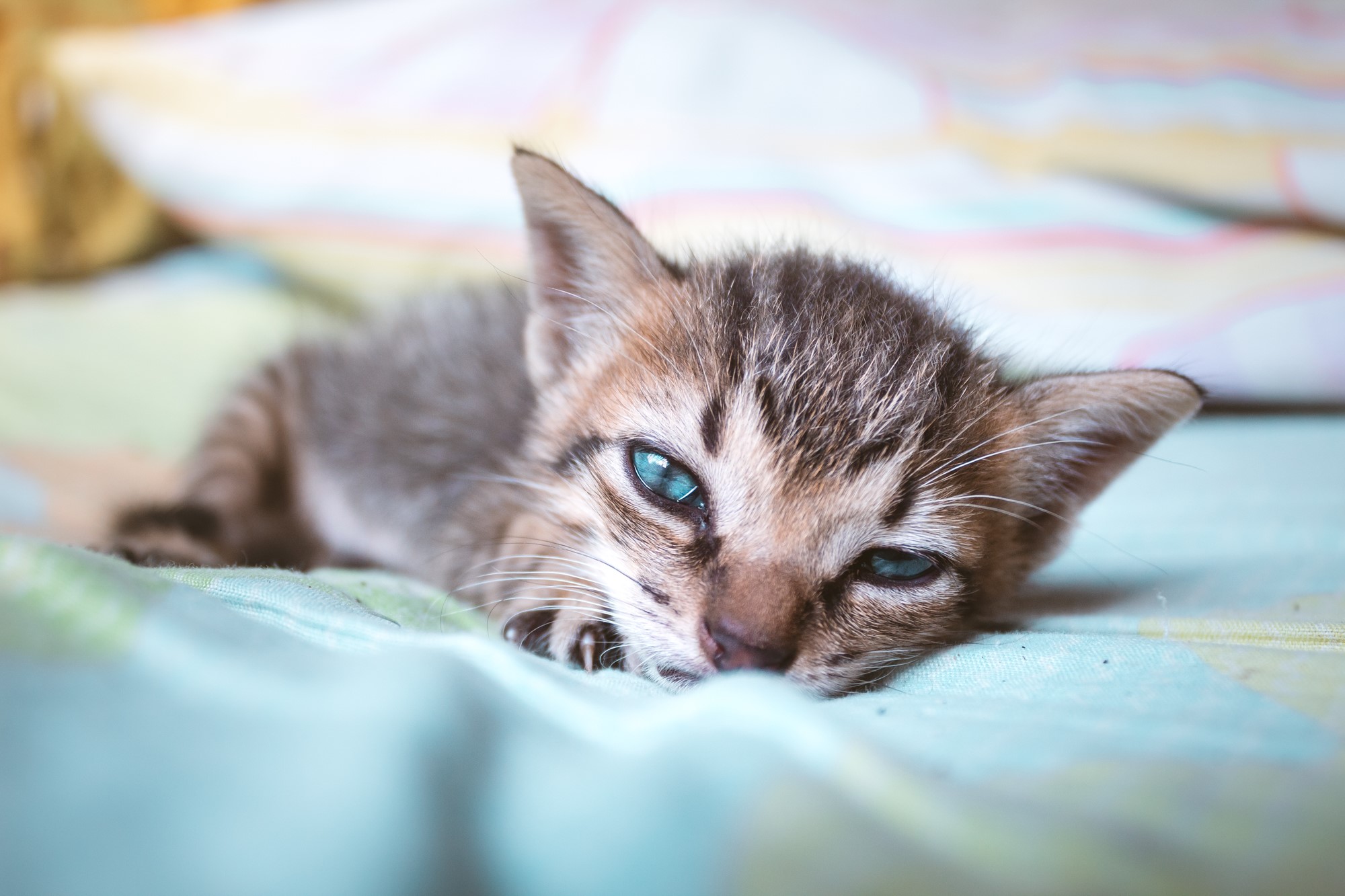 Kitten with blue eyes lying on a blanket HD Wallpaper