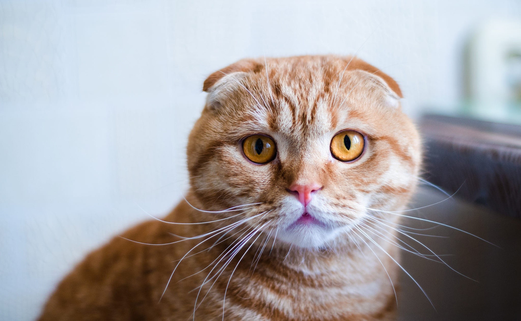 Orange Scottish Fold Cat with Yellow Eyes HD Wallpaper