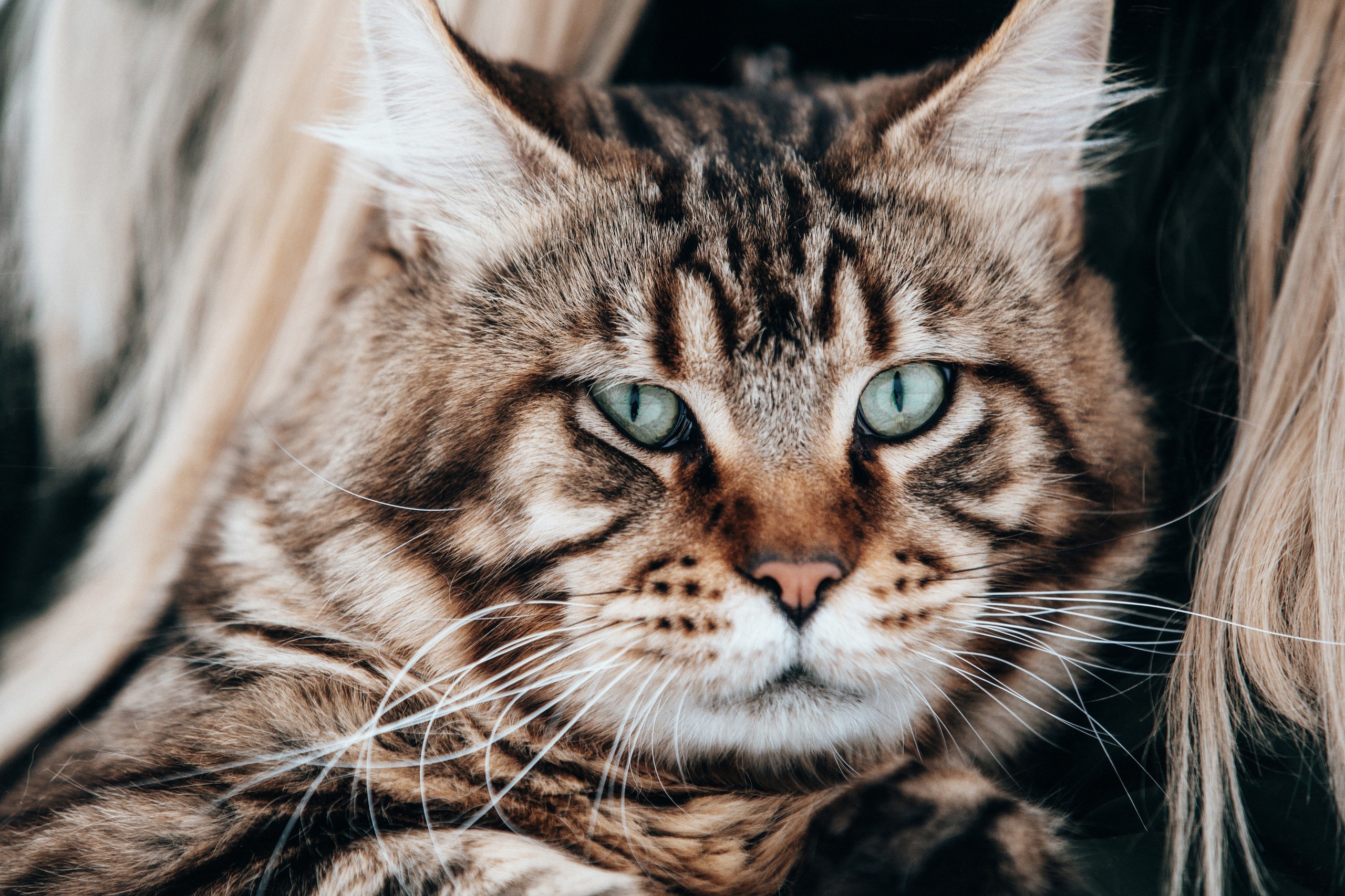 Close-up of a Maine Coon cat with green eyes HD Wallpaper