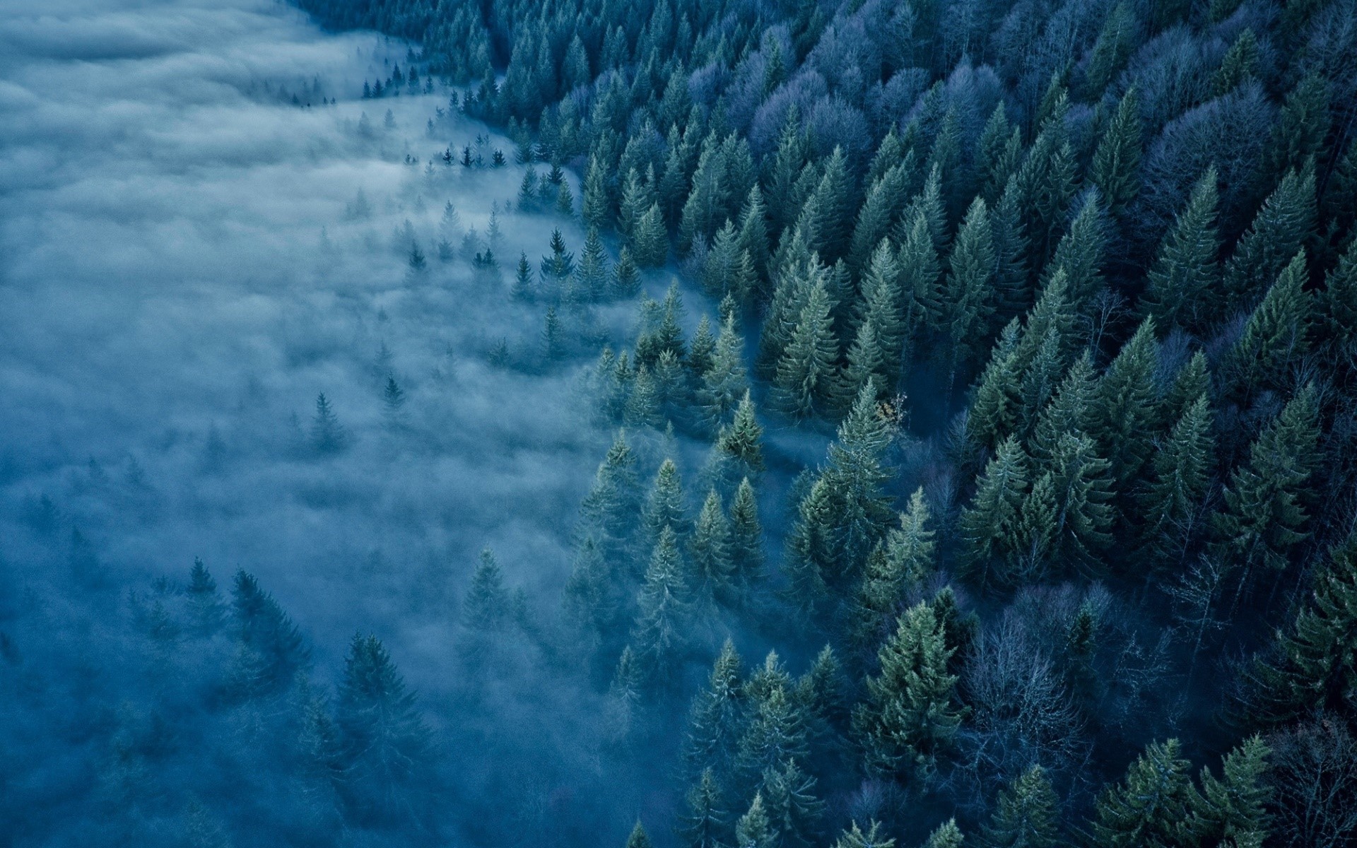 Aerial view of a misty blue forest with evergreen trees HD Wallpaper