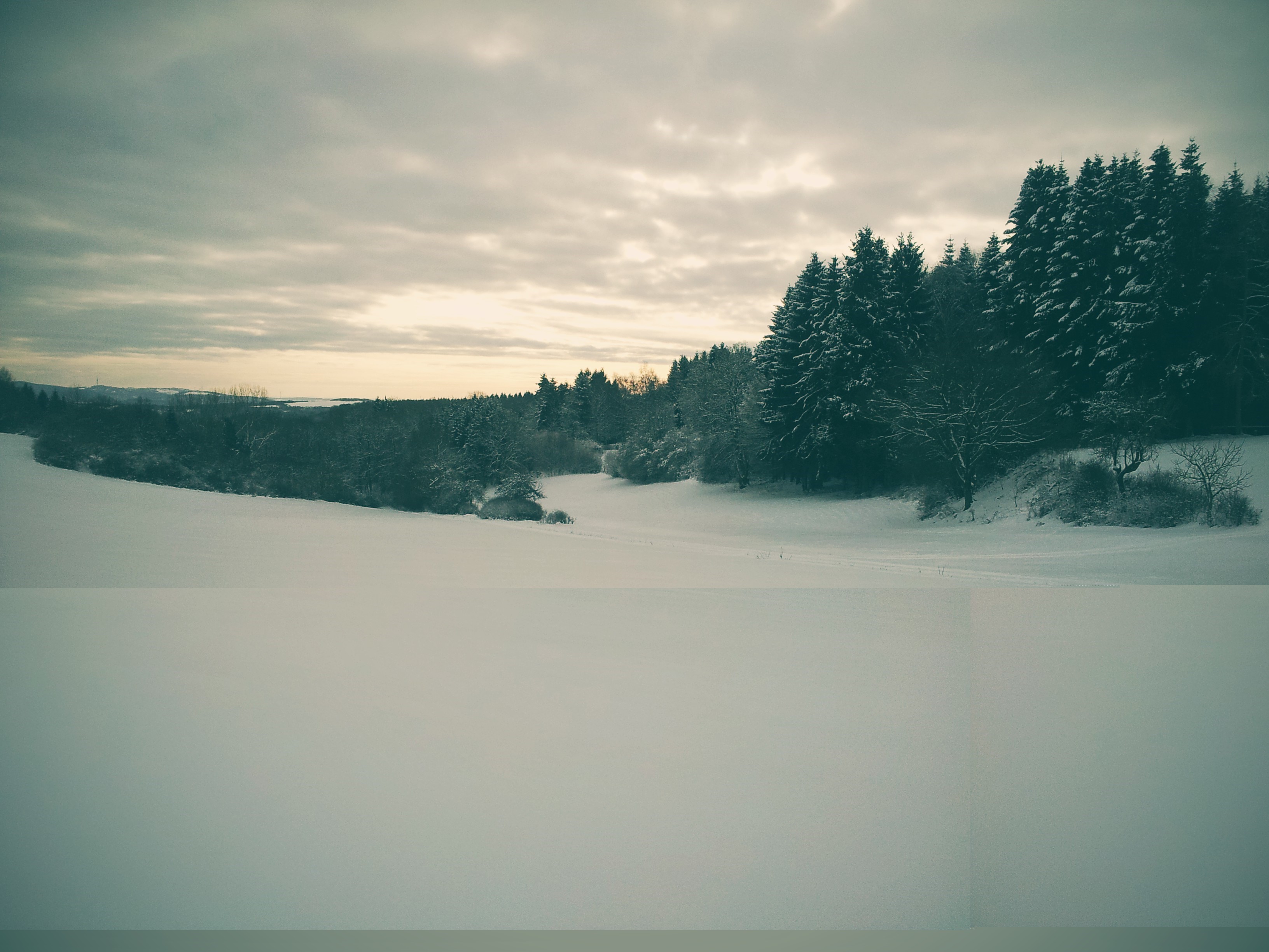Snowy landscape with pine trees under cloudy sky HD Wallpaper