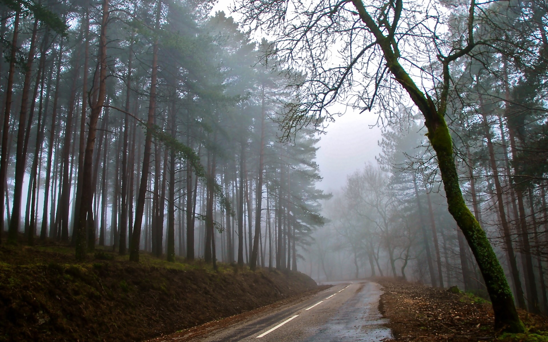 Foggy forest road with tall pine trees HD Wallpaper