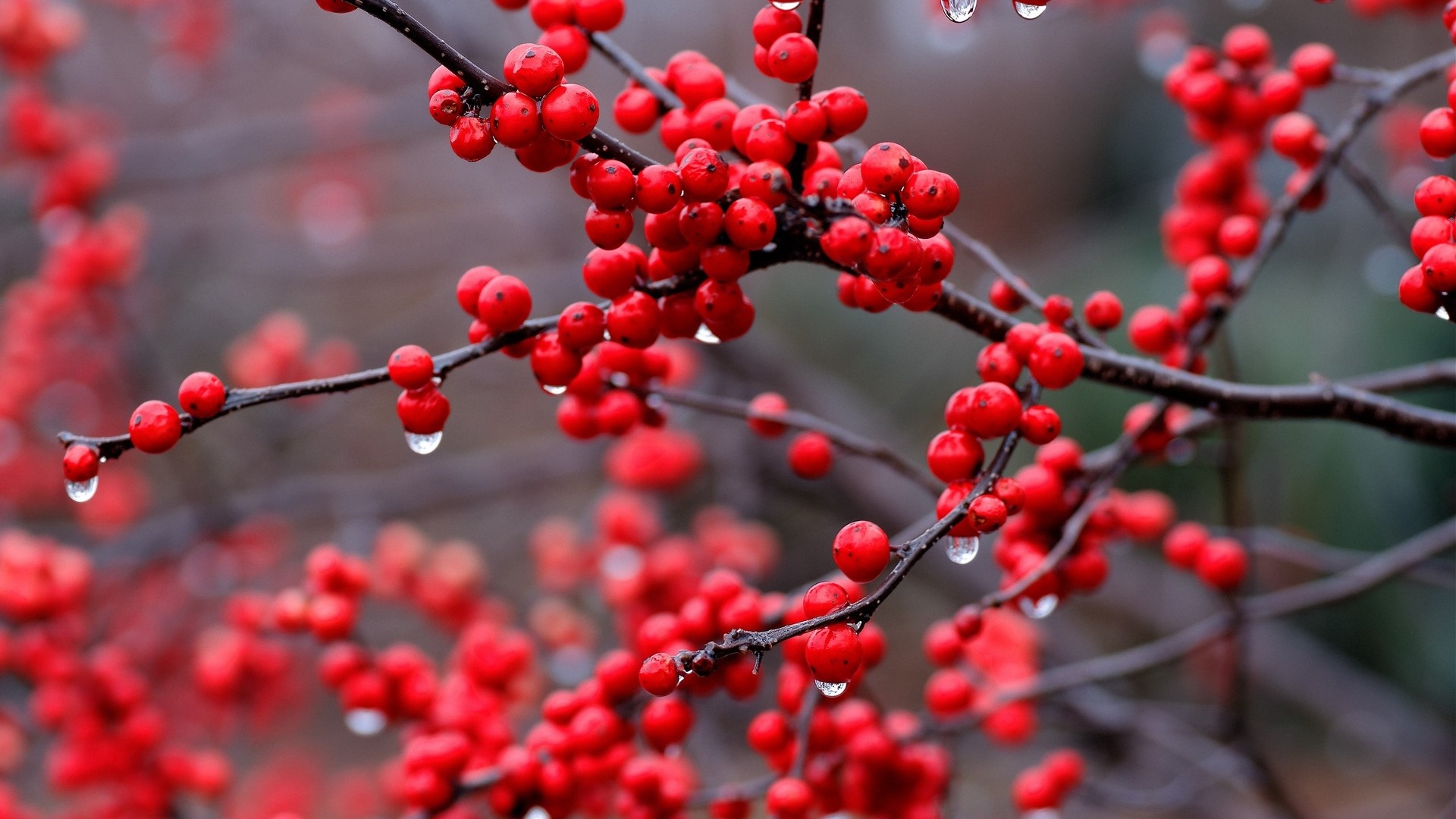 Red berries with water drops on branches HD Wallpaper