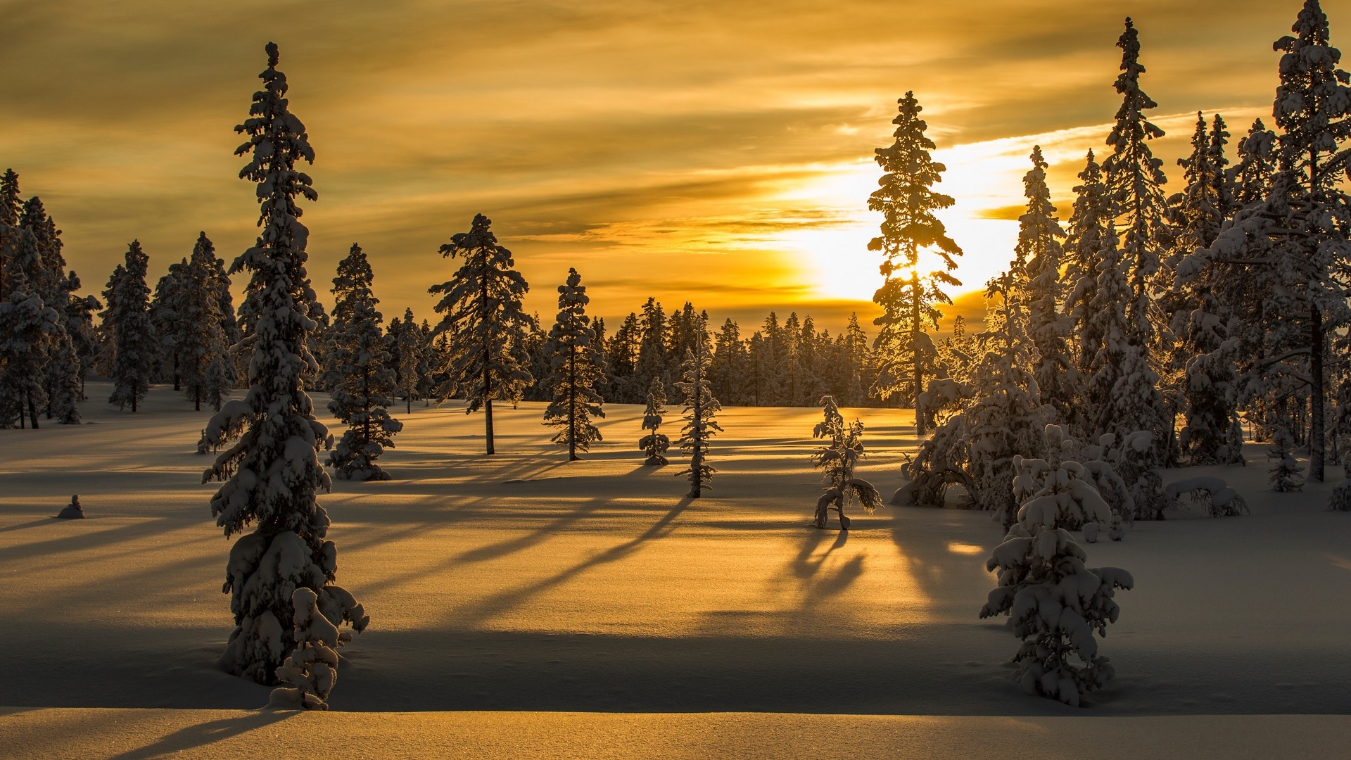Snowy forest at sunrise or sunset HD Wallpaper