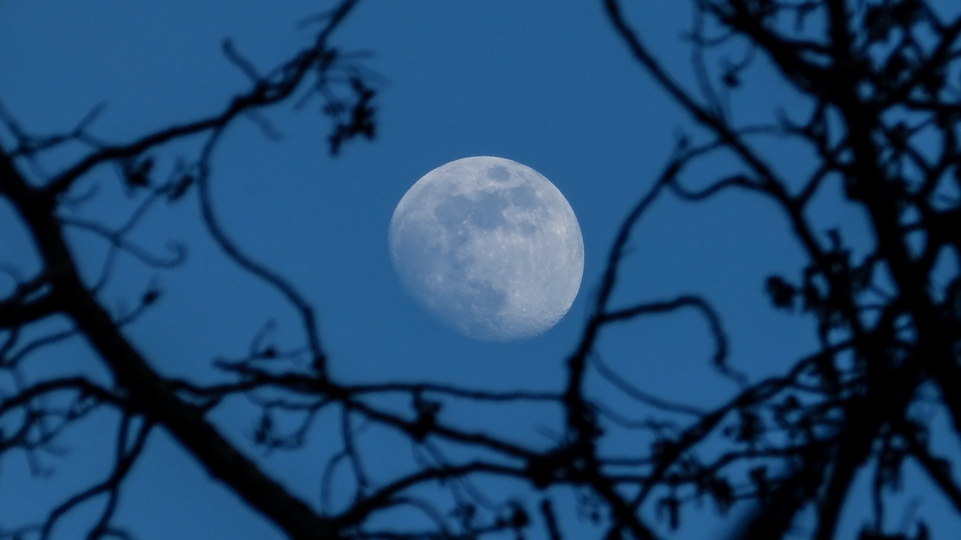 Moon in the blue sky framed by tree branches HD Wallpaper