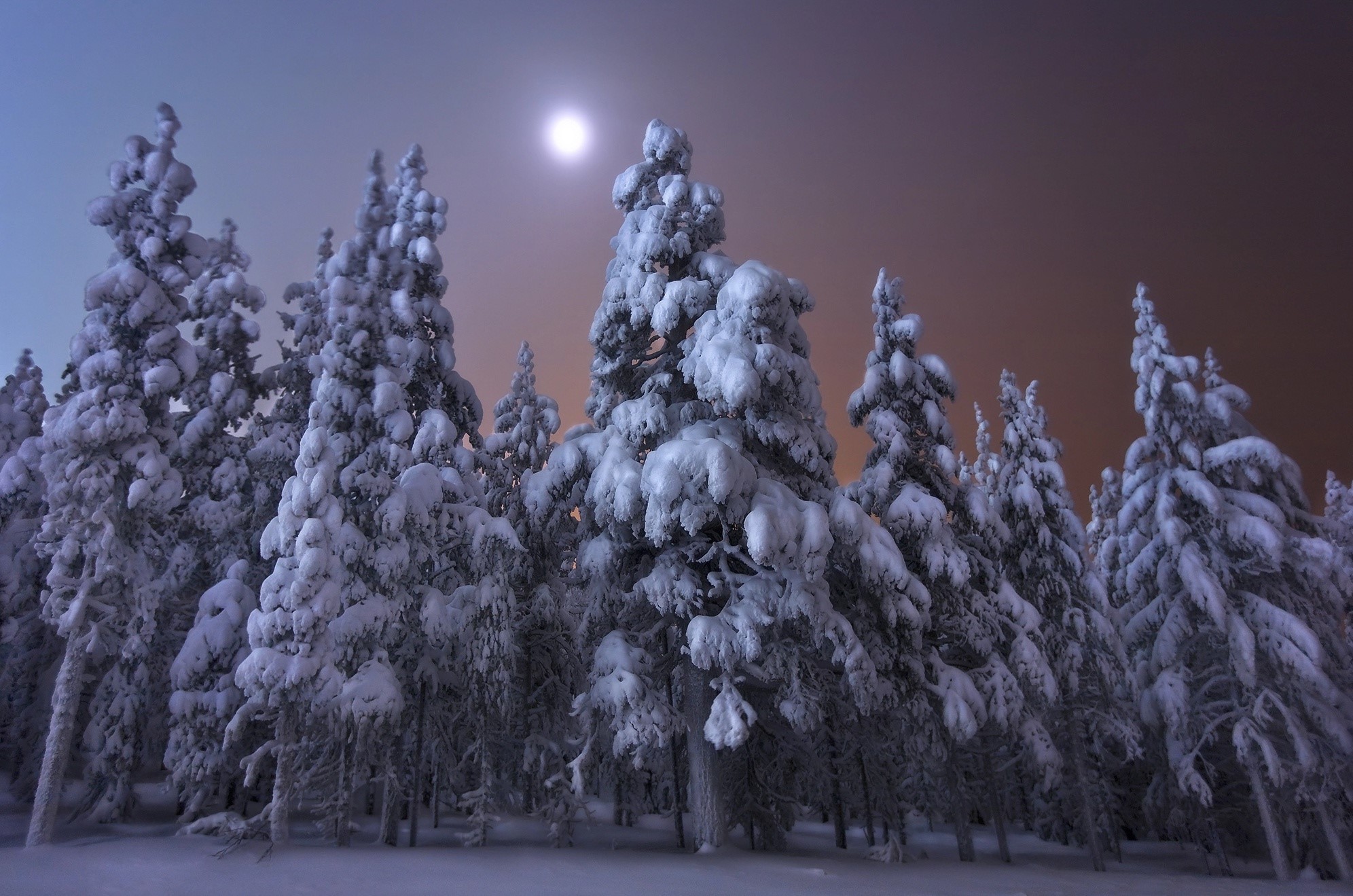 Snow-covered trees under moonlight HD Wallpaper