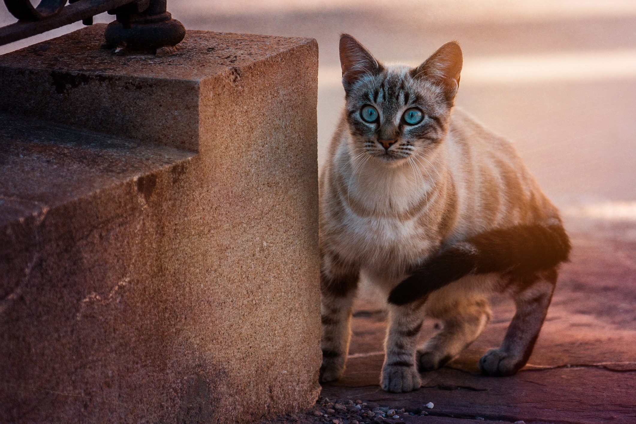 A cat with blue eyes sits by a stone pillar HD Wallpaper