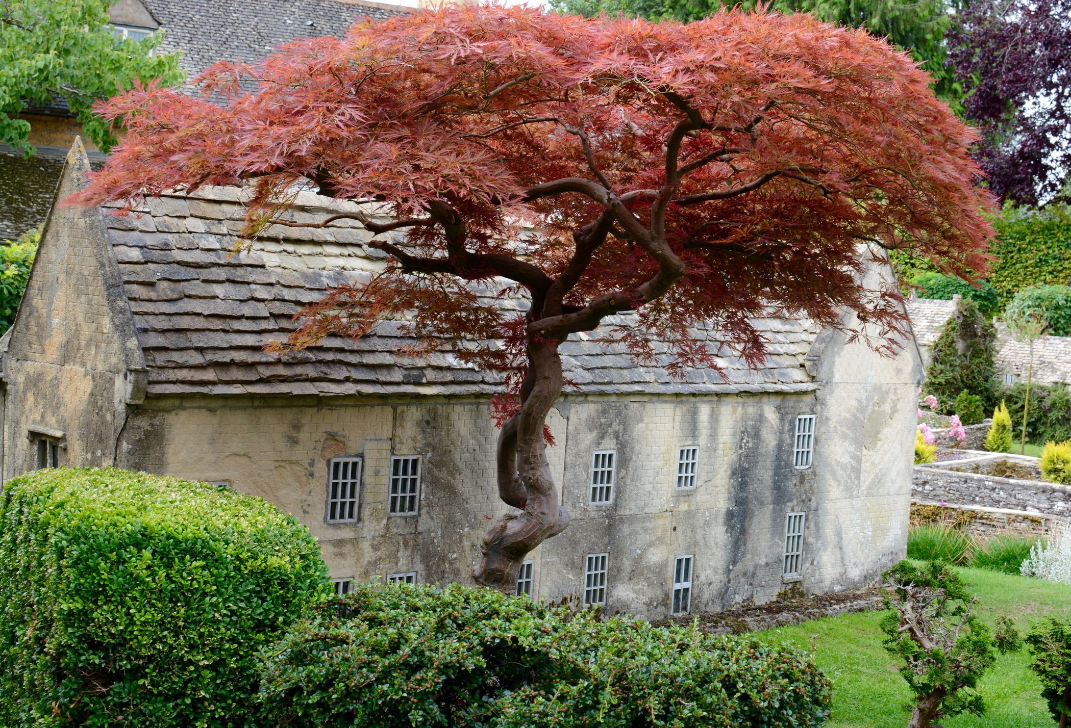 Miniature Cotswolds village with a Japanese maple tree HD Wallpaper