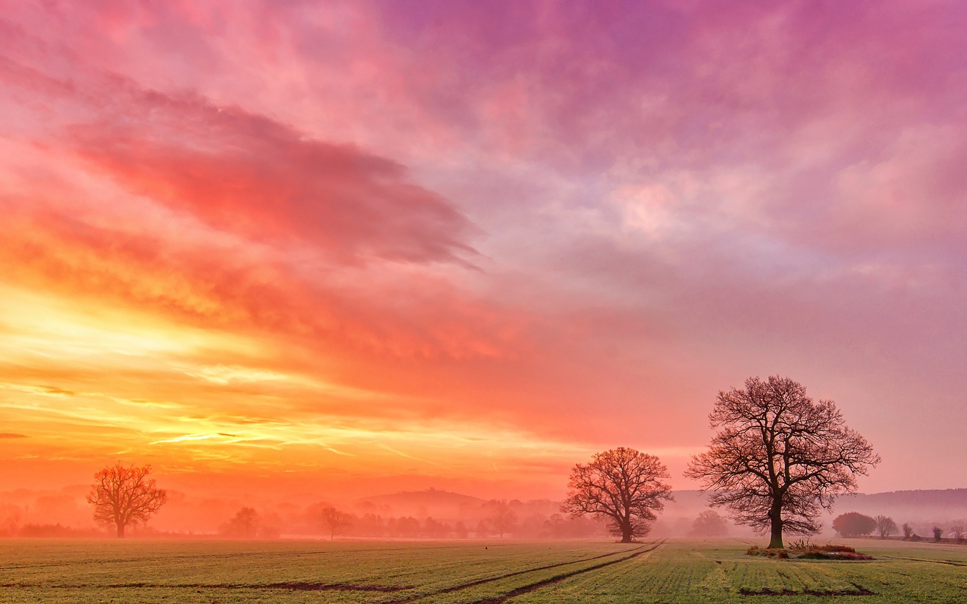 Sunrise over a misty field with trees HD Wallpaper