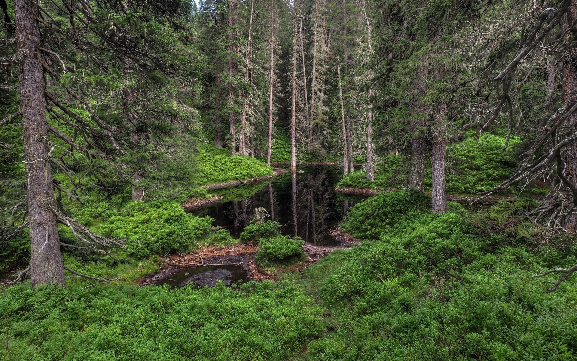Dark forest pond with dense green undergrowth HD Wallpaper