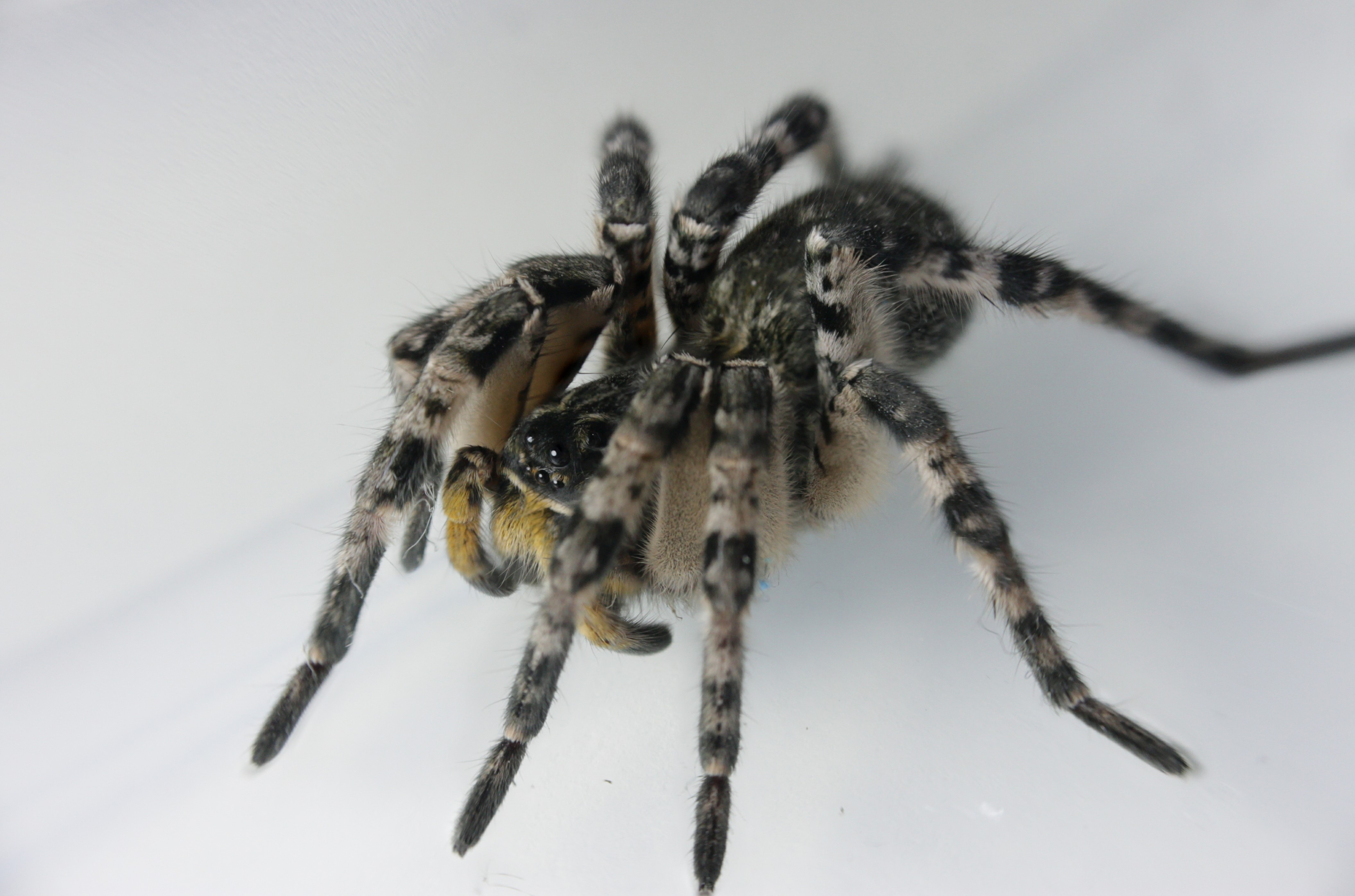 4K Macro of a Wolf Spider HD Wallpaper