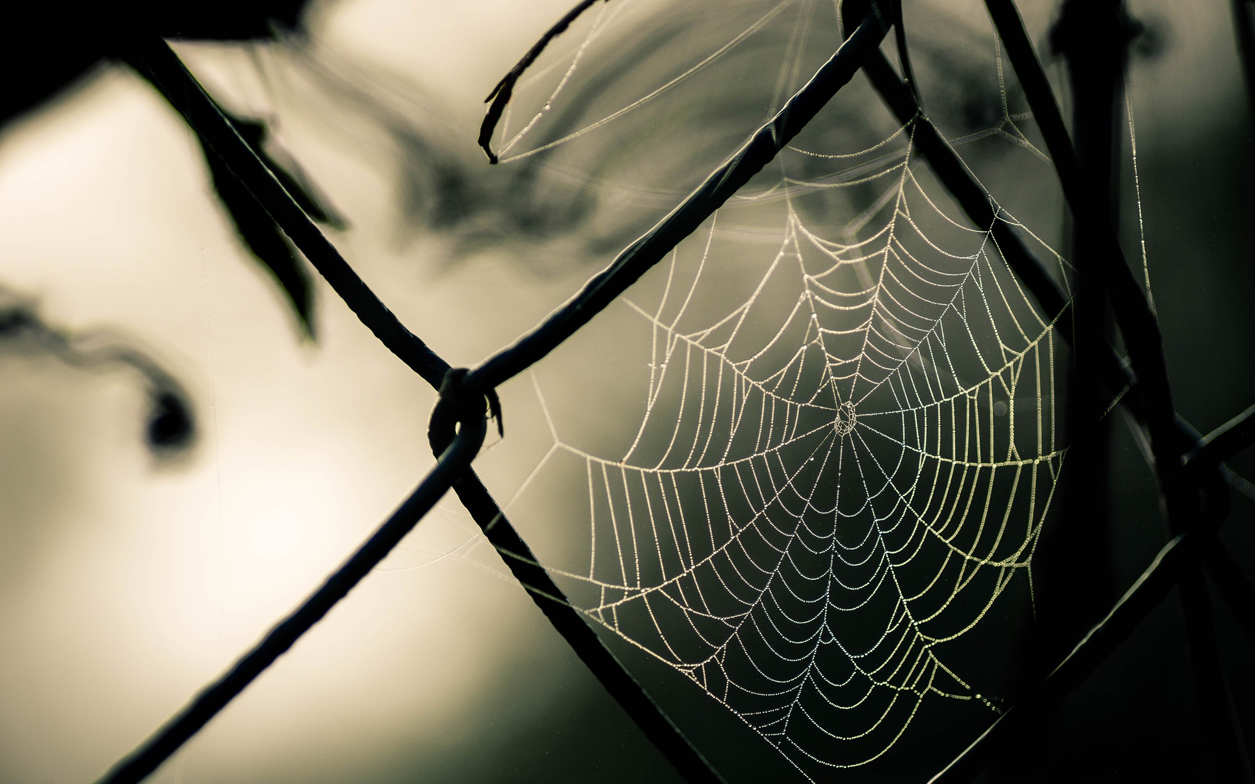 Spiderweb on a fence with dew drops HD Wallpaper