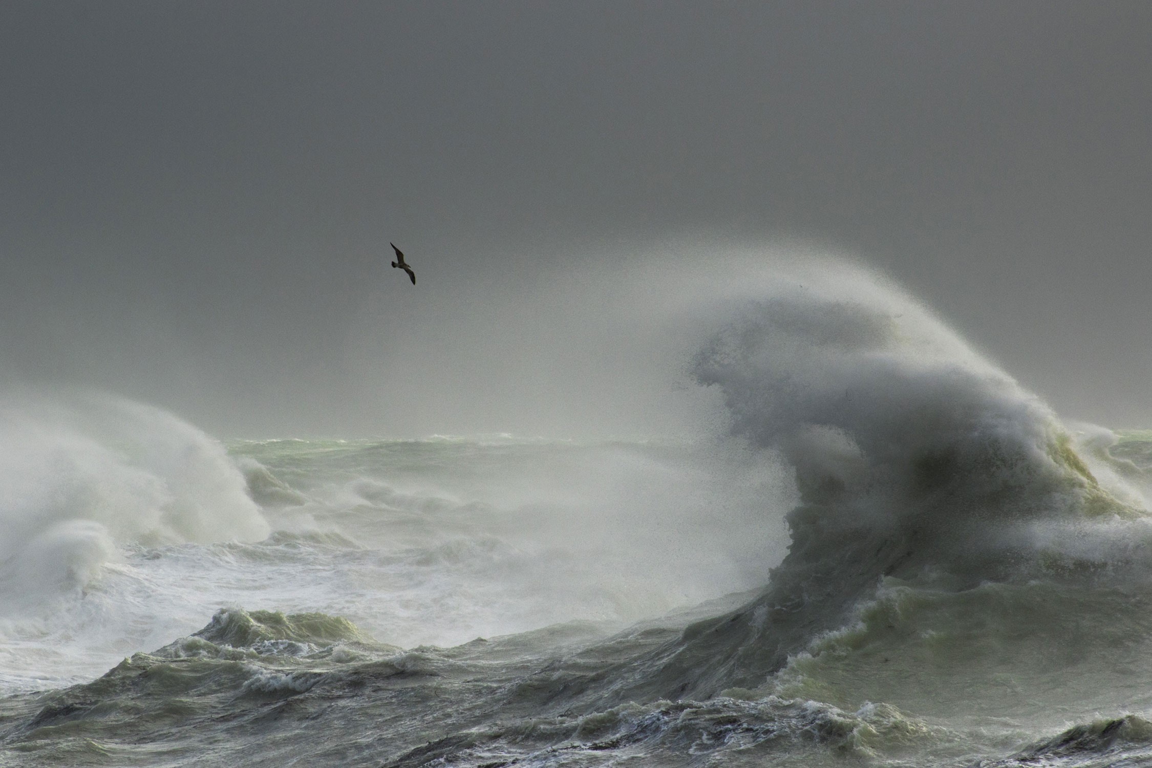 Seagull flying over stormy ocean waves HD Wallpaper