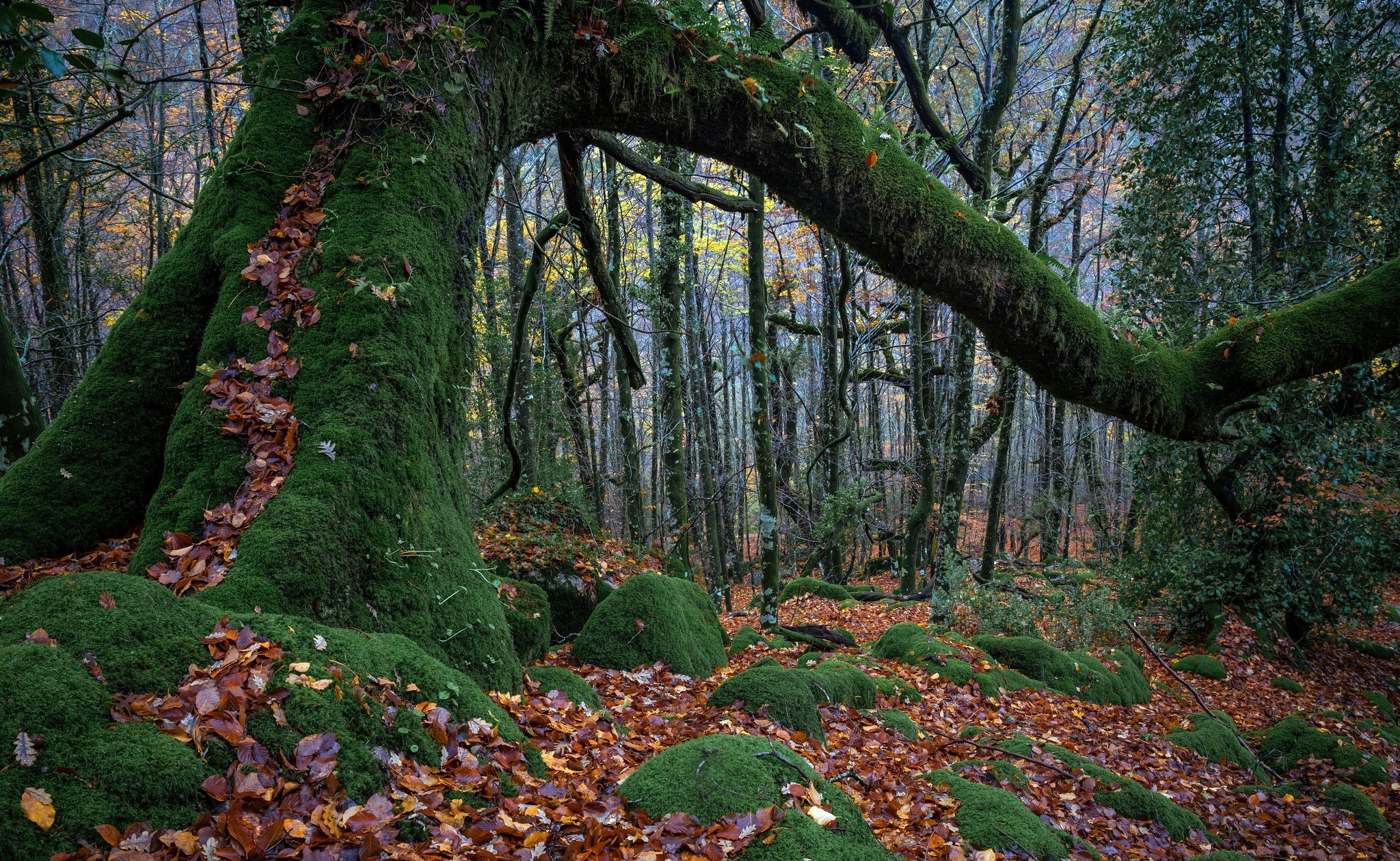 Moss-covered ancient tree in a forest with fallen leaves HD Wallpaper