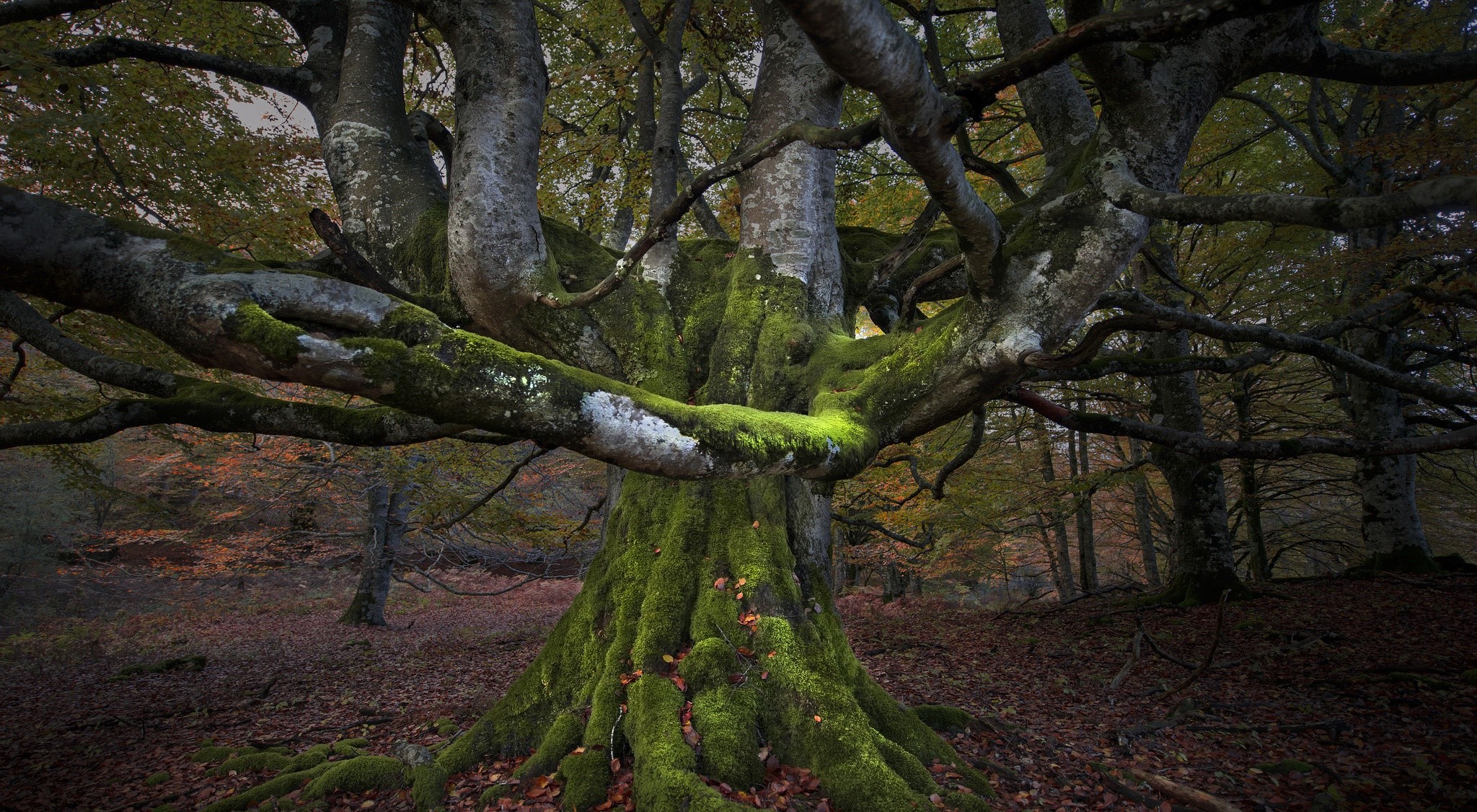 Moss-covered ancient tree in a forest HD Wallpaper