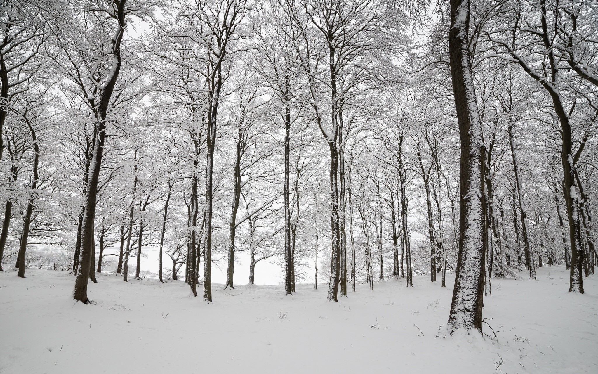 Snow covered trees in a winter forest HD Wallpaper