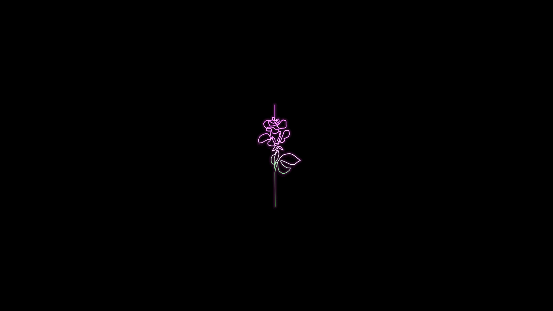 Neon pink rose line art on black background HD Wallpaper