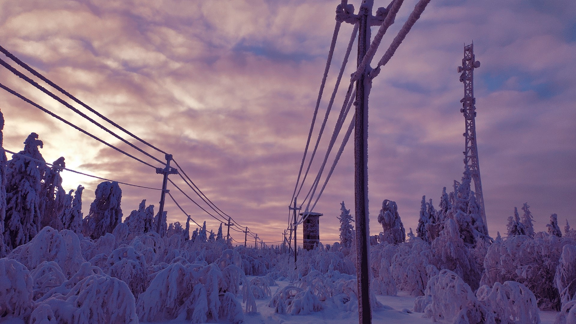 Snow-covered trees and power lines at sunset HD Wallpaper