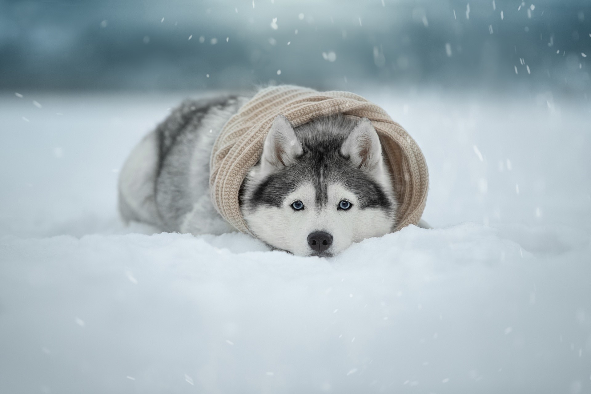Husky dog wearing a scarf in the snow HD Wallpaper