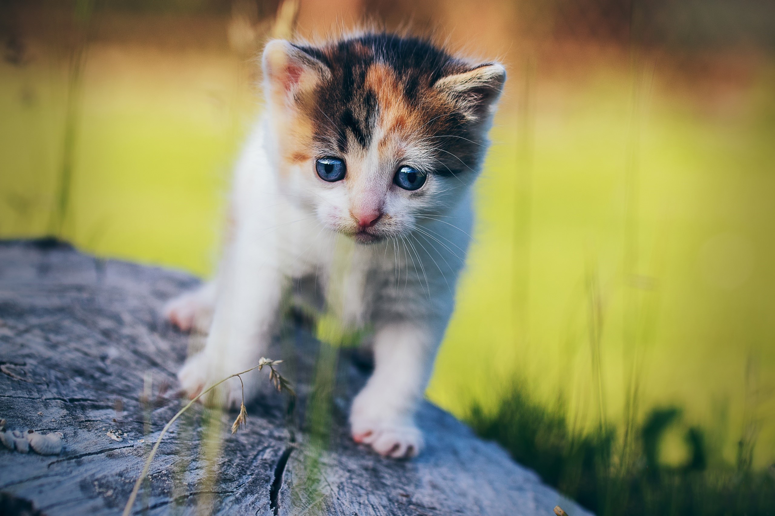 Calico kitten with blue eyes on a log HD Wallpaper