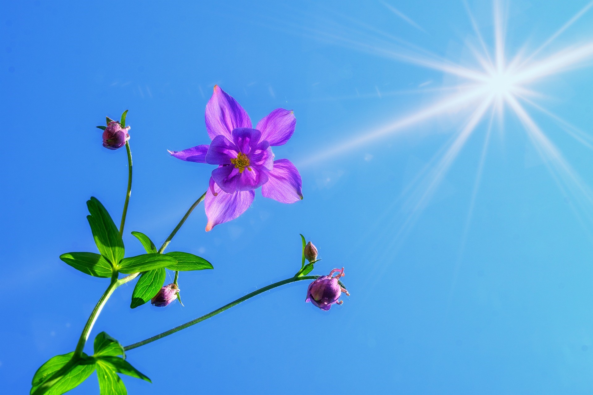 Purple flower and buds against a bright blue sky with sun rays HD Wallpaper