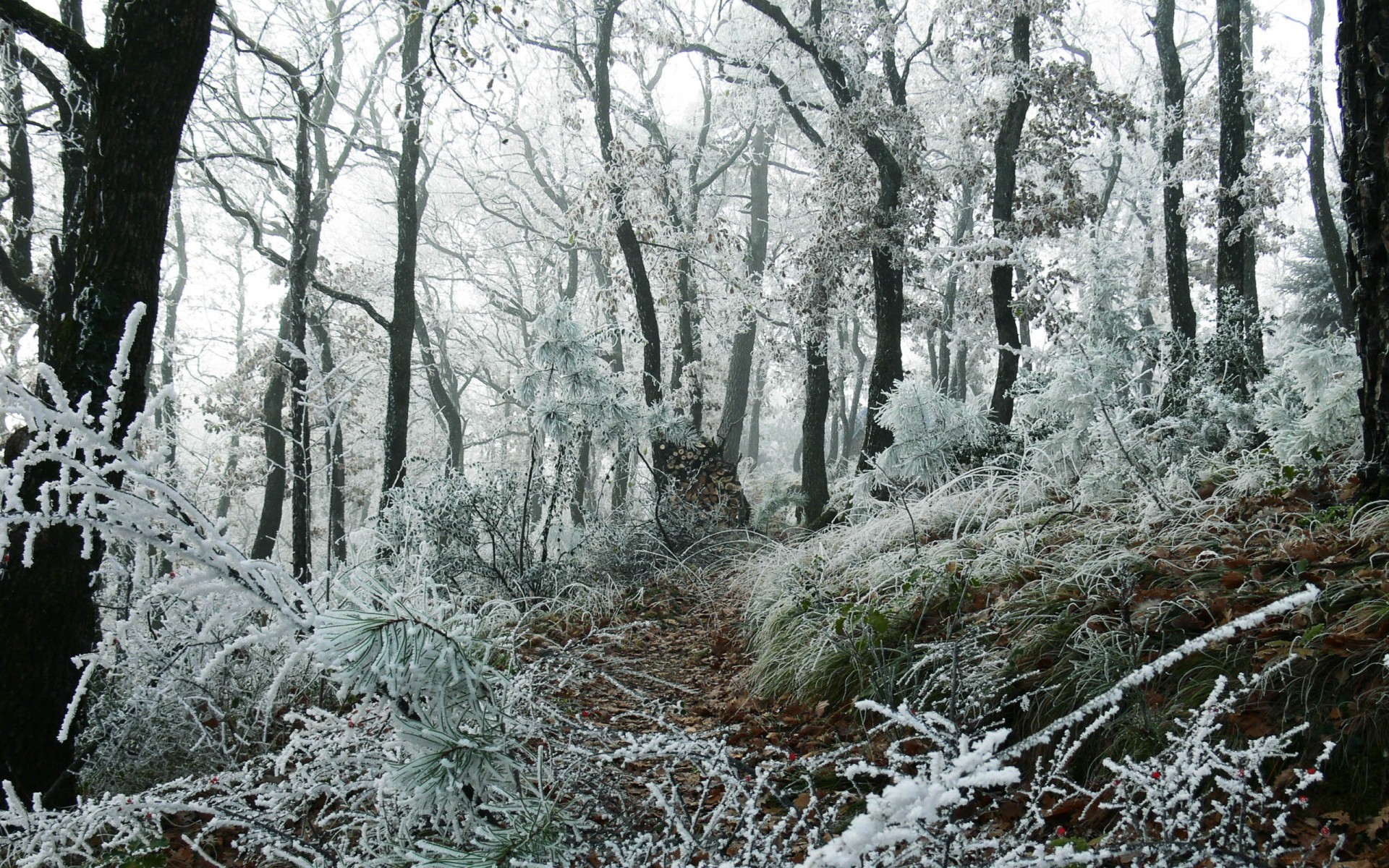 Frost covered trees in a misty winter forest HD Wallpaper