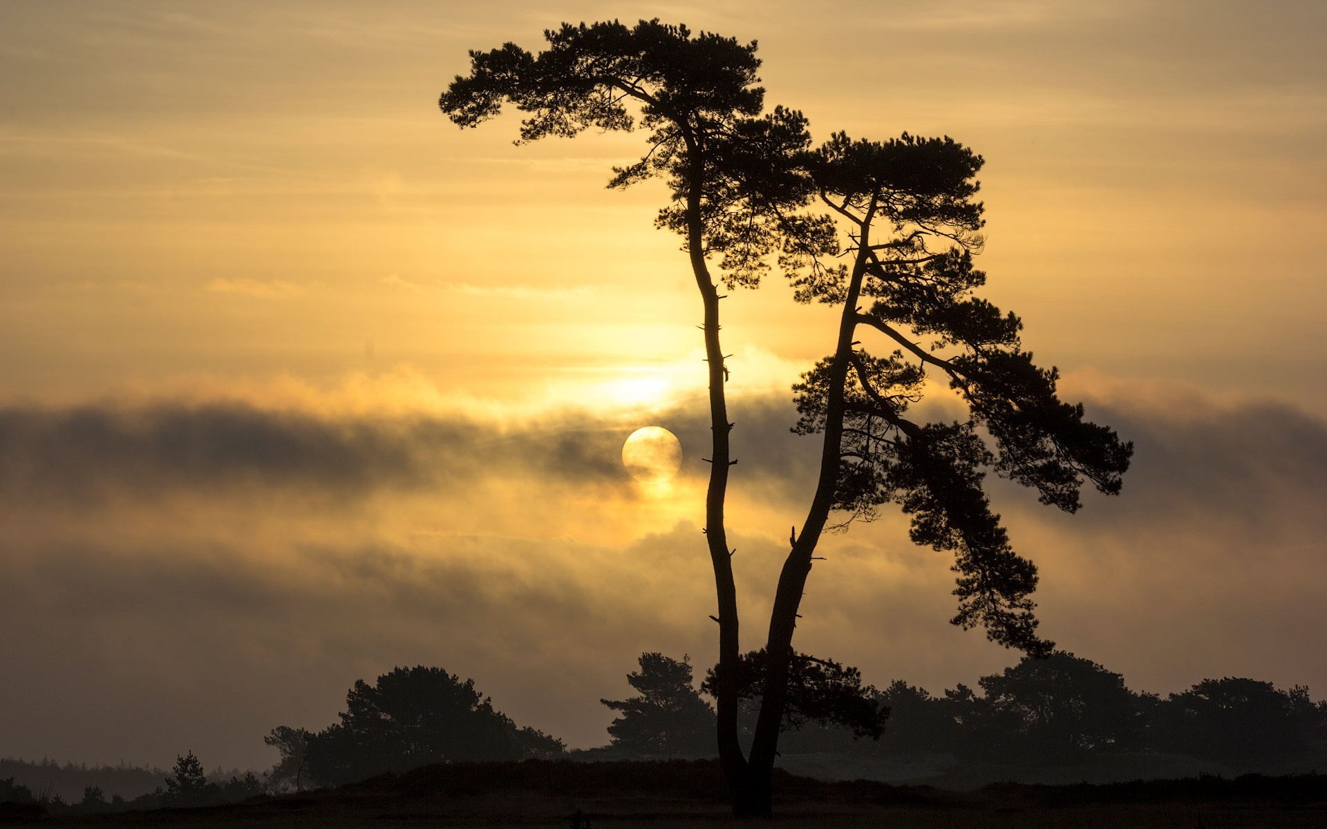 Silhouette of pine trees against a foggy sunrise HD Wallpaper