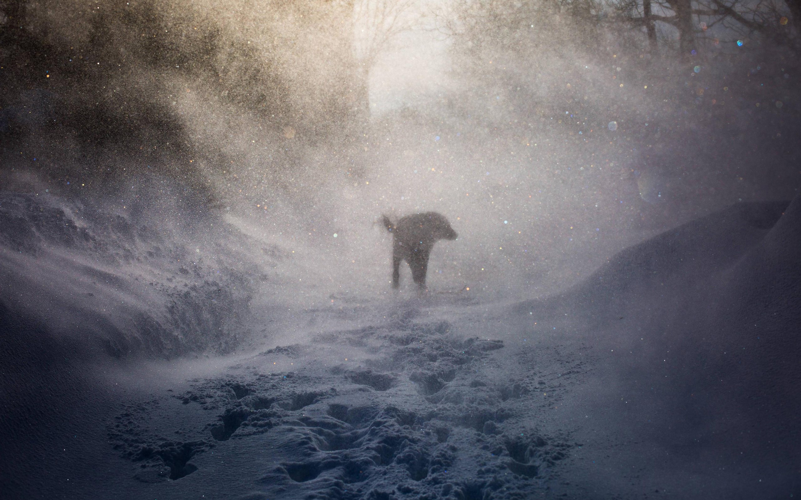 Dog in a snowstorm HD Wallpaper