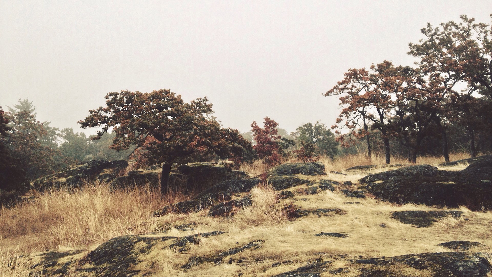 Trees and rocks on a grassy hill in fall HD Wallpaper