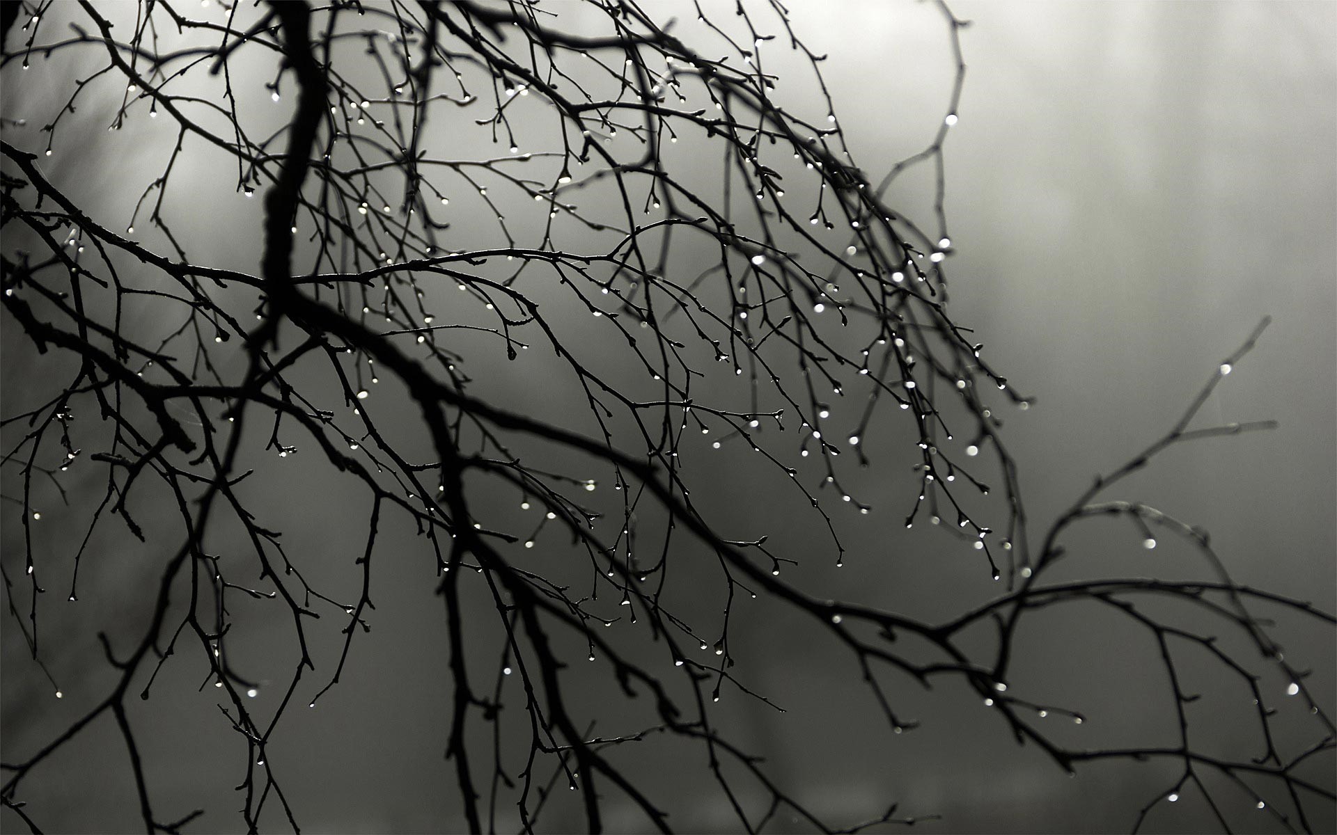 Tree branches with water drops in fog HD Wallpaper