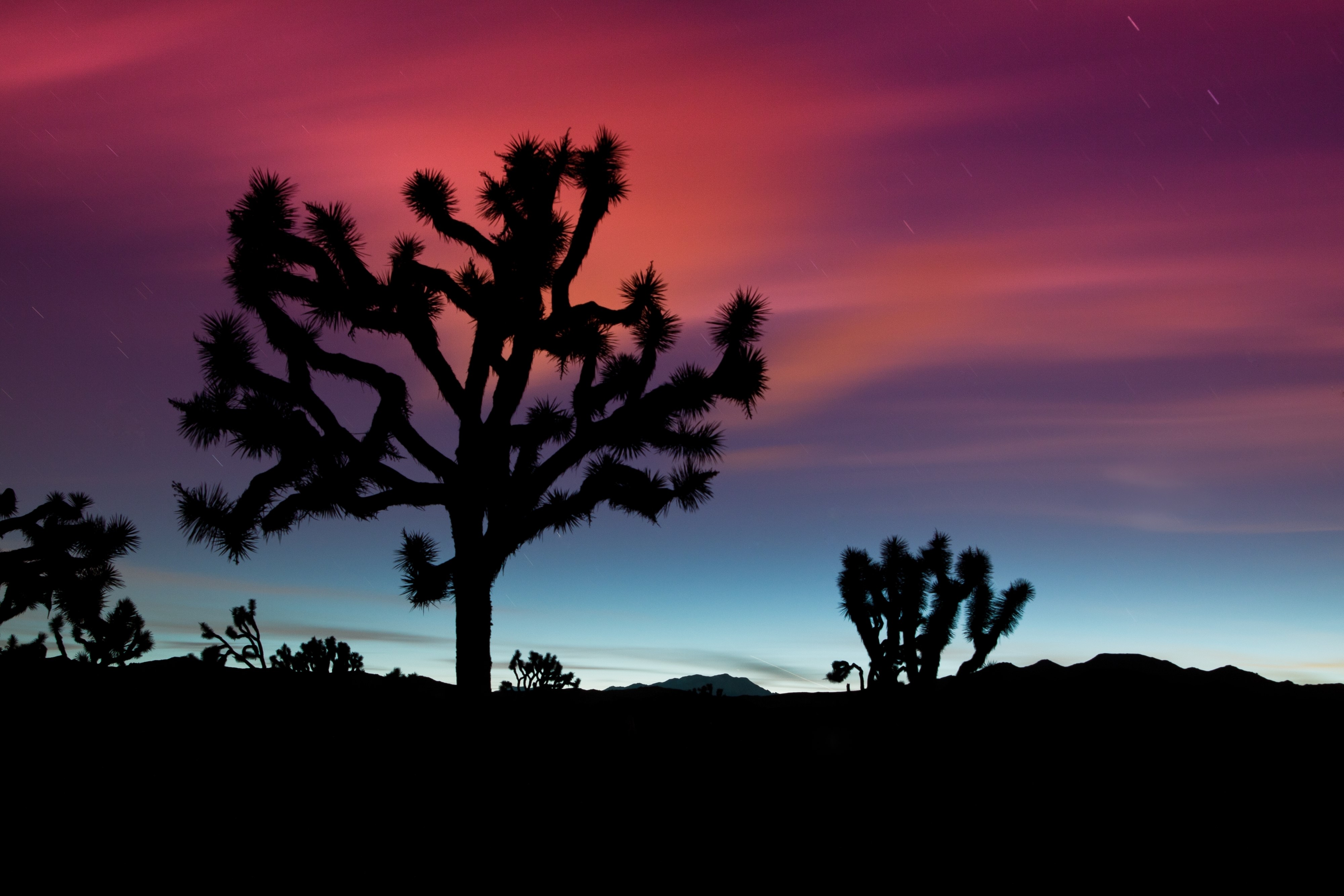 Joshua Trees Silhouette at Sunset HD Wallpaper